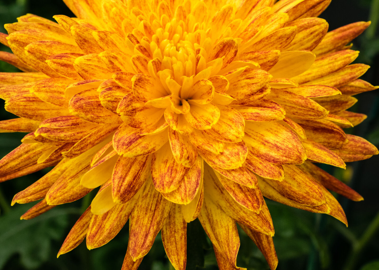 Nikon AF-S DX Micro Nikkor 40mm F2.8 sample photo. Chrysanthemum, fall, flowers, garden photography