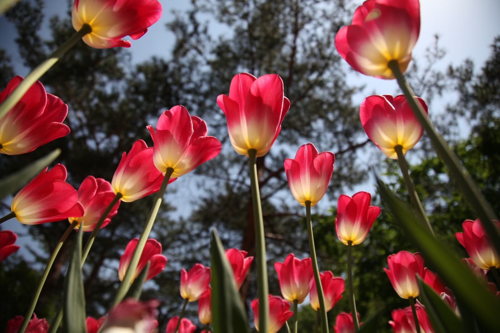 Canon EOS 5D Mark II sample photo. Tulip, flowers, plants photography