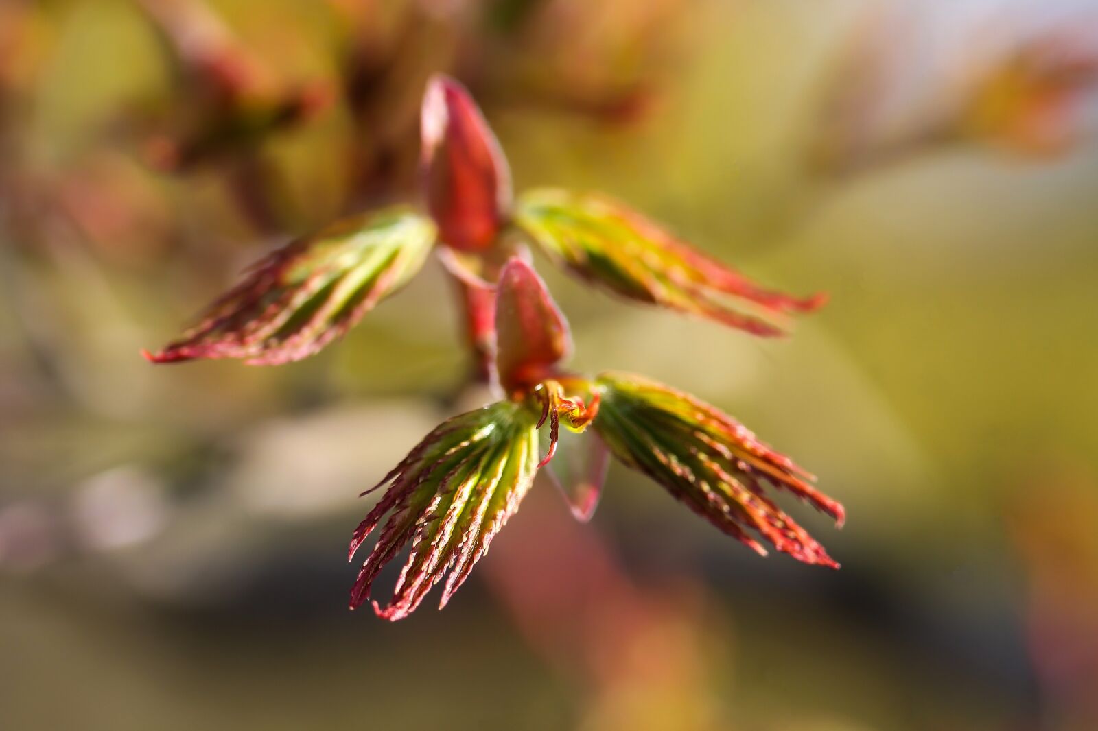 Canon EF-S 60mm F2.8 Macro USM sample photo. Acer palmatum, japan maple photography