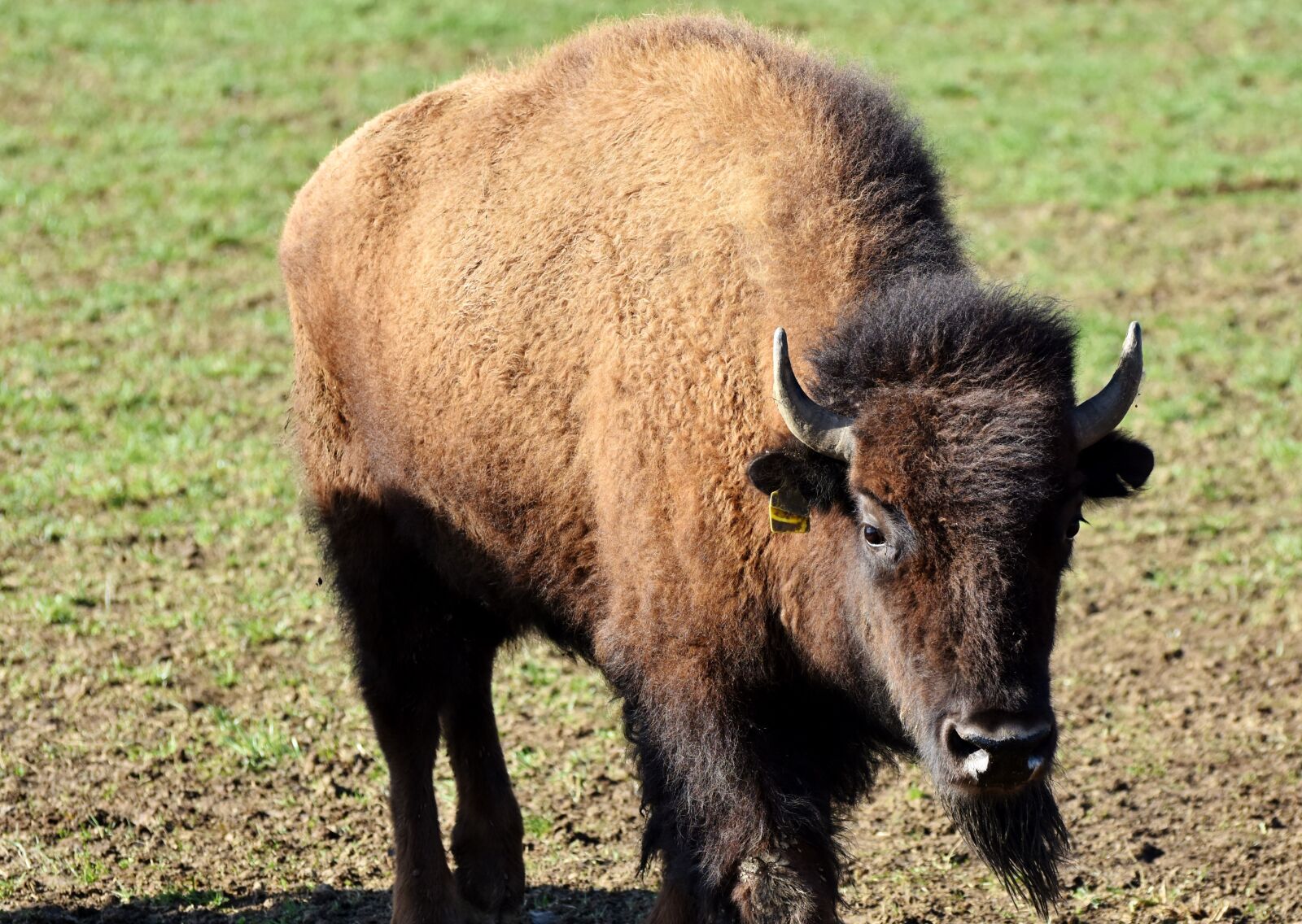 Nikon D7200 sample photo. Bison, buffalo, horns photography