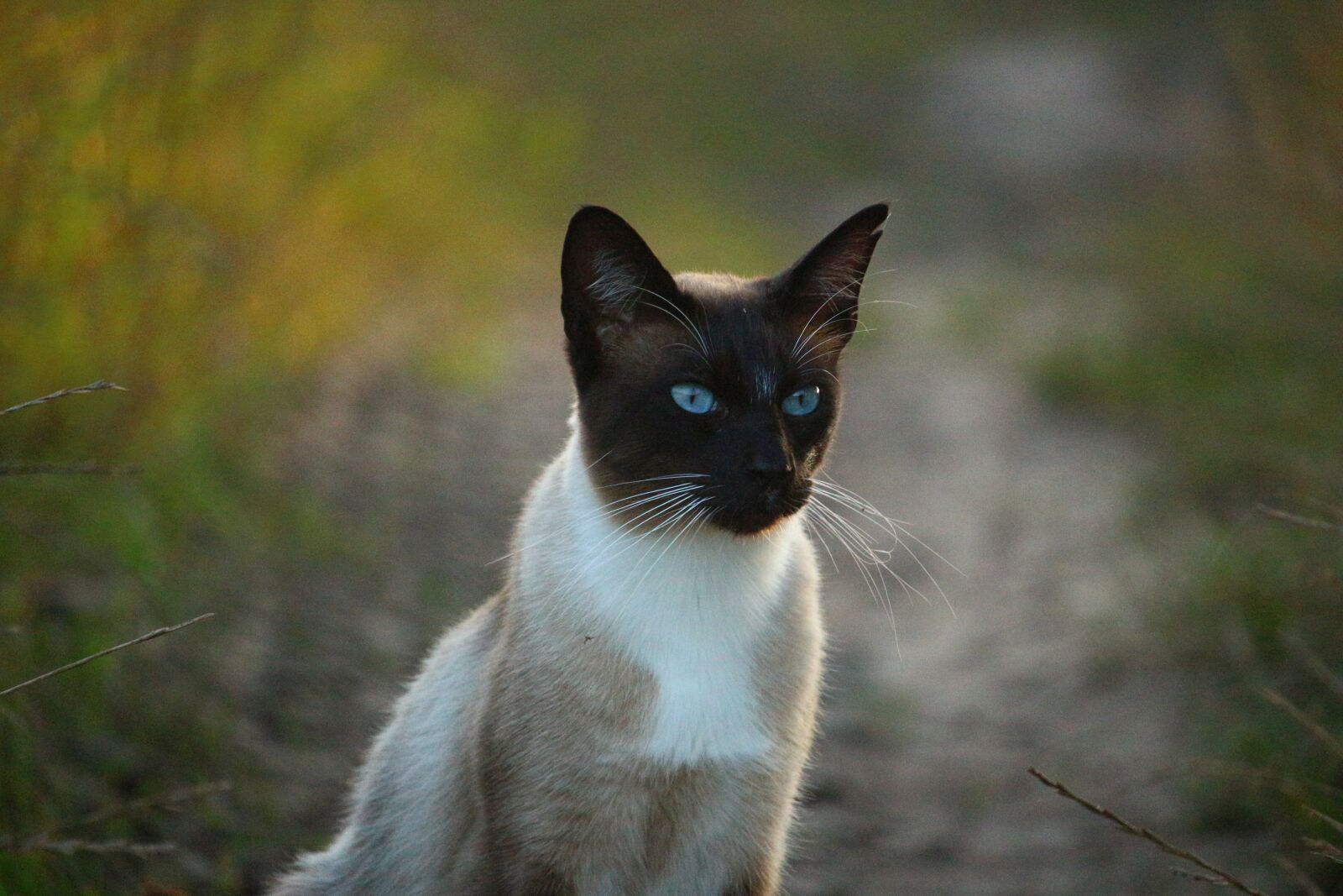 Canon EOS 100D (EOS Rebel SL1 / EOS Kiss X7) sample photo. Cat, siam, siamese cat photography