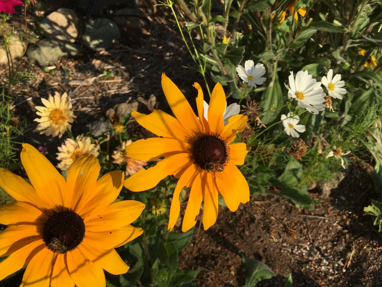 iPhone 6s back camera 4.15mm f/2.2 sample photo. Daisy, gloriosa photography
