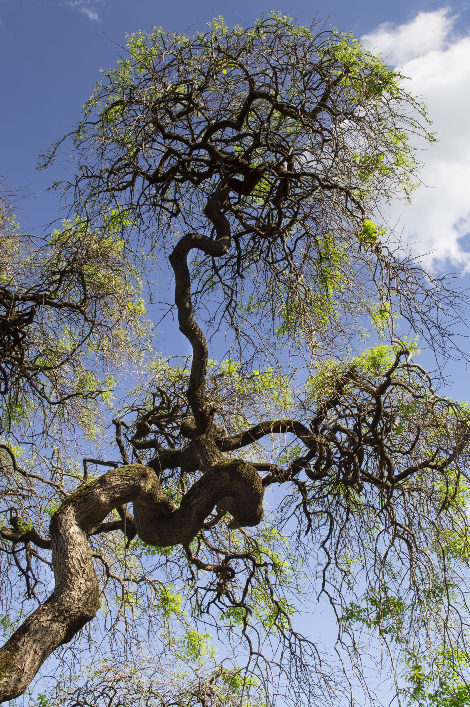 Nikon D3200 sample photo. Tree, sophora japonic, trees photography