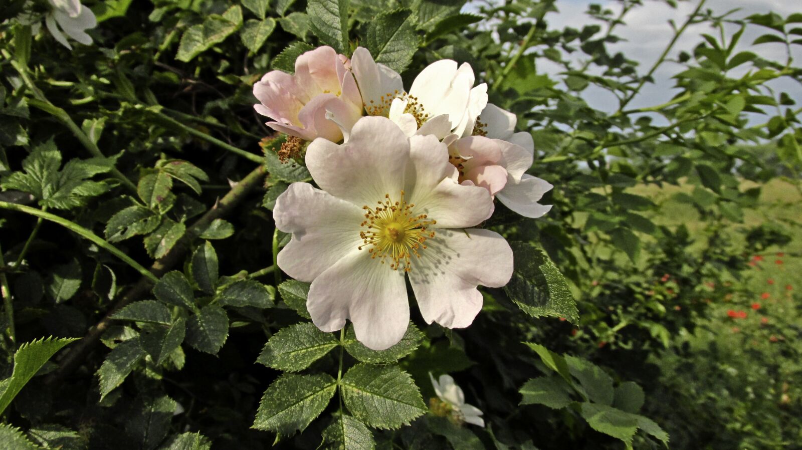 Canon PowerShot SX160 IS sample photo. Rose, nature, rose flower photography