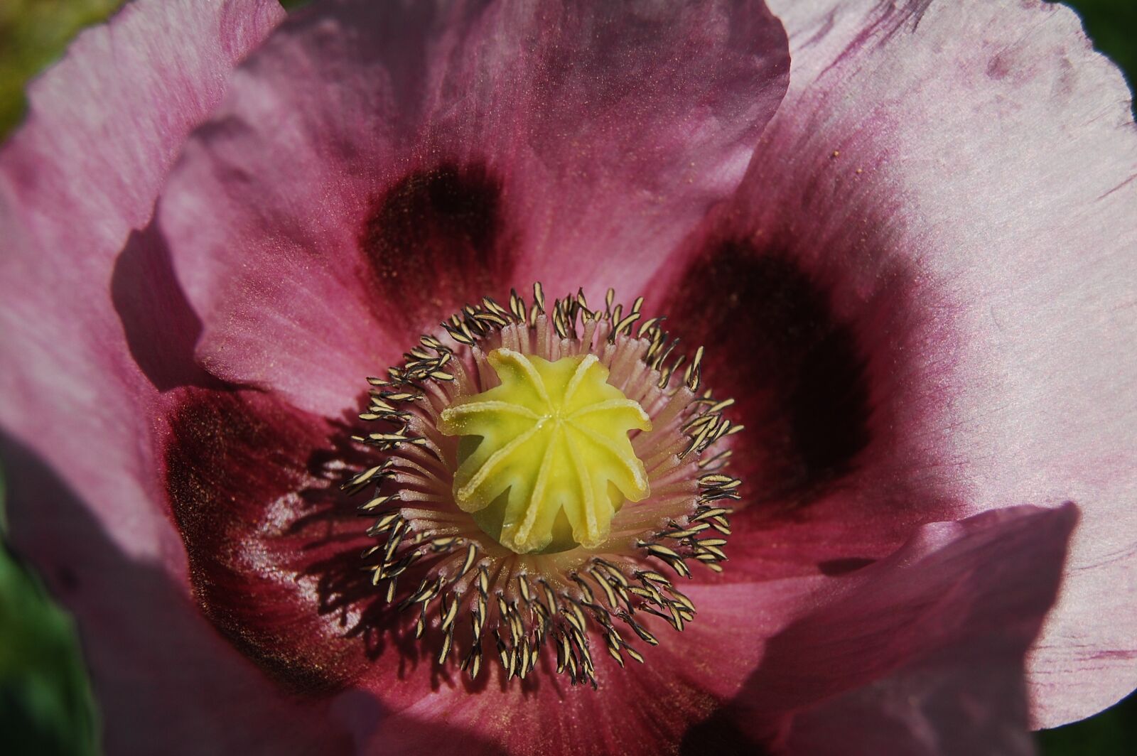 Nikon D40 sample photo. Nature, poppy, red photography