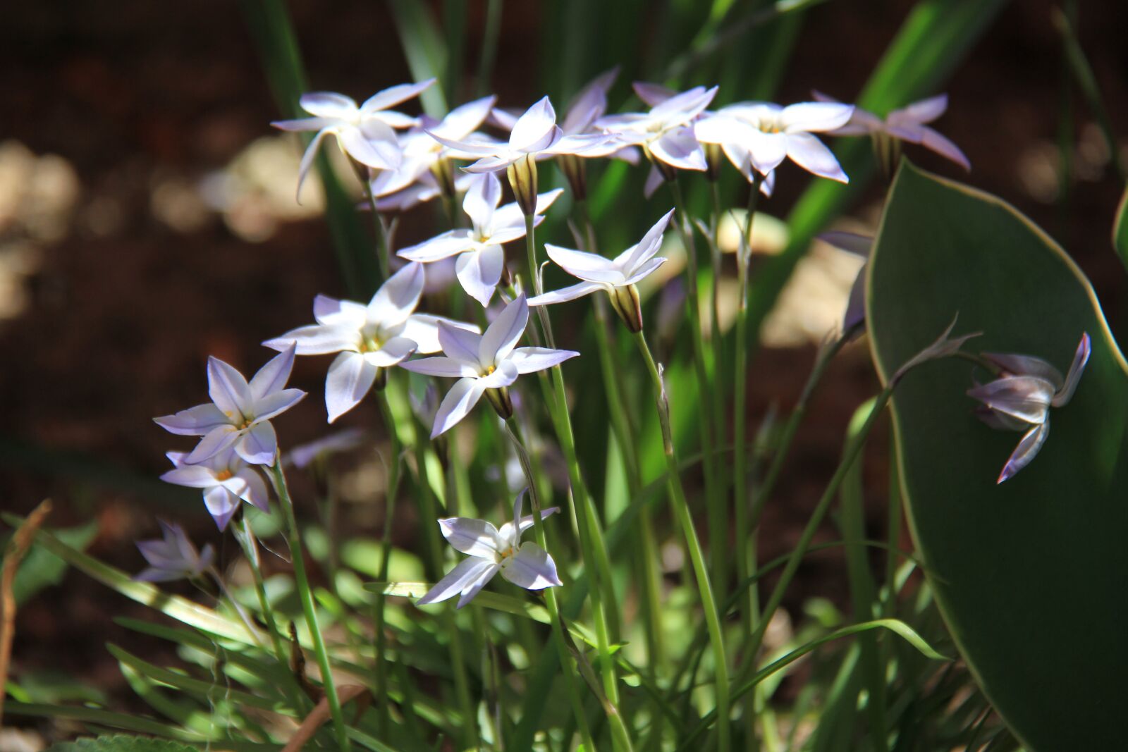 Canon EOS 7D sample photo. Ipheion, flower, blue photography