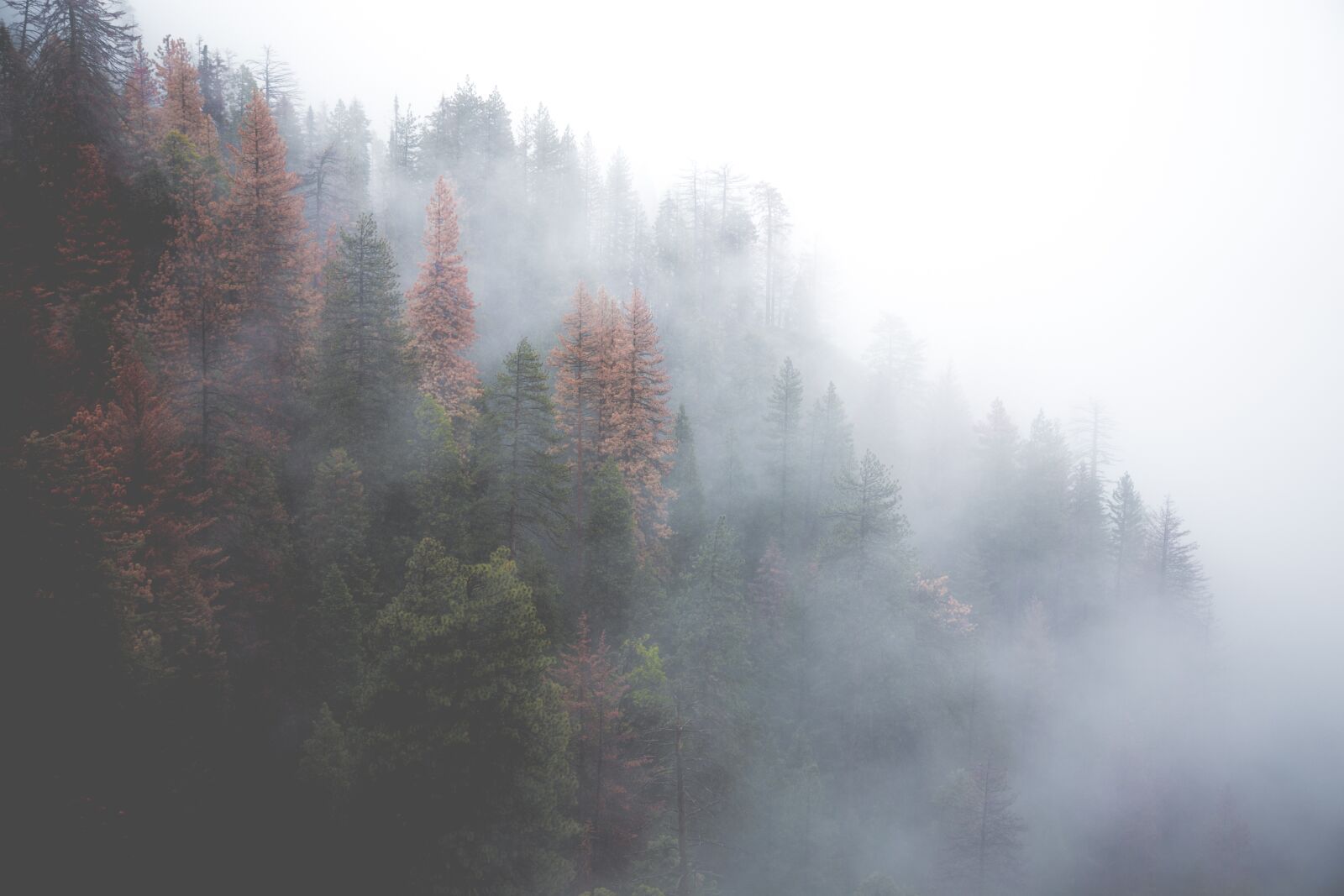Canon EOS 6D + Canon EF 24-105mm F4L IS USM sample photo. Forest, misty, nature photography