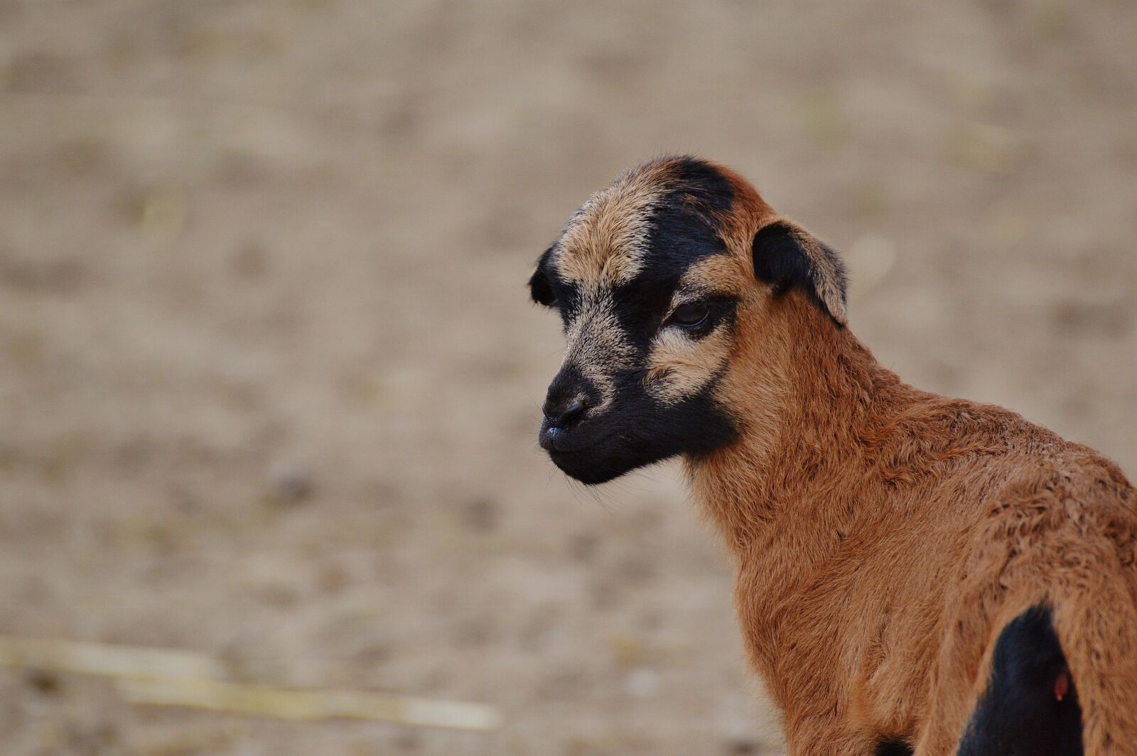 Nikon D3200 sample photo. Sheep, wildpark poing, reborn photography