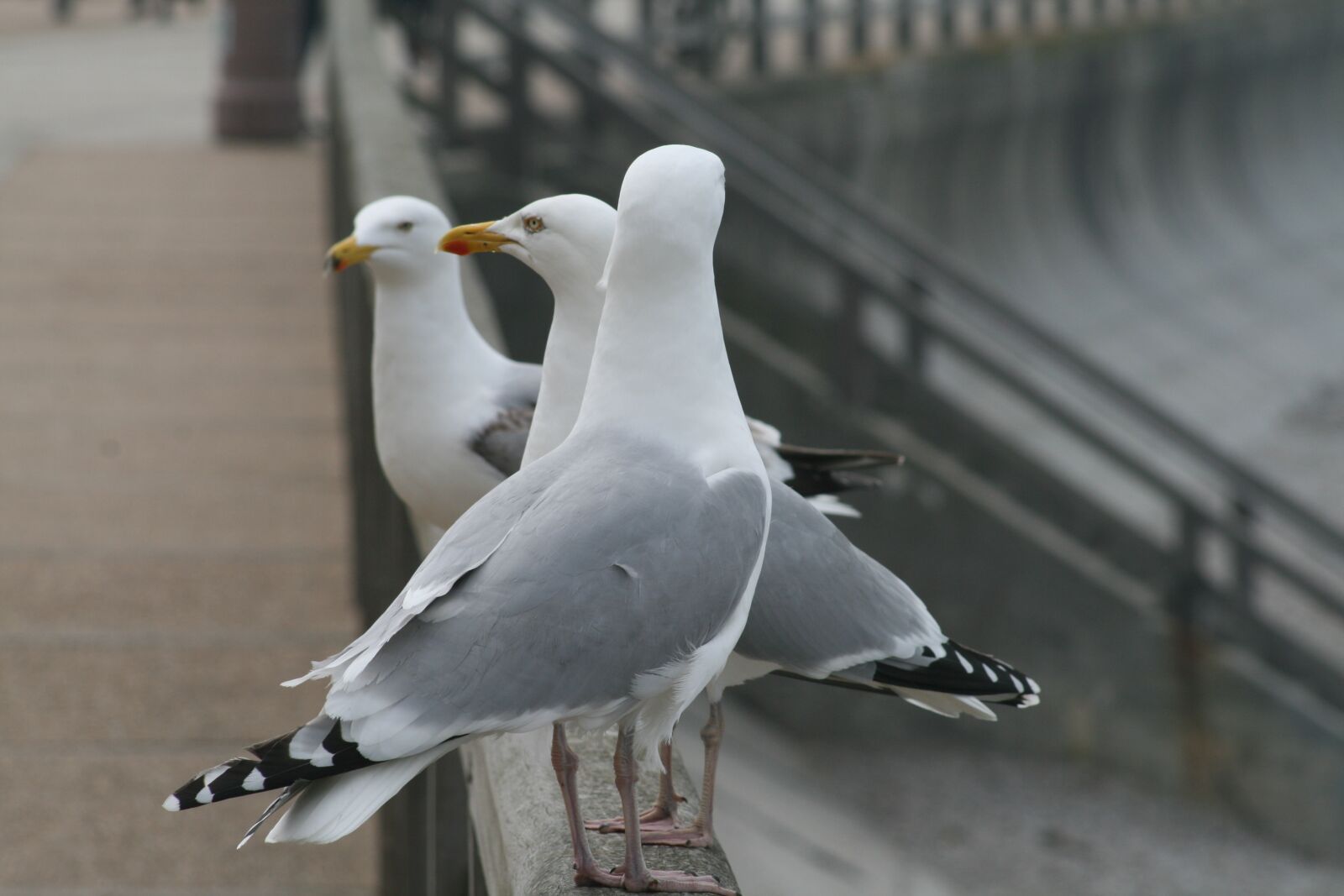 Canon EOS 400D (EOS Digital Rebel XTi / EOS Kiss Digital X) sample photo. Seagull, birds, nature photography