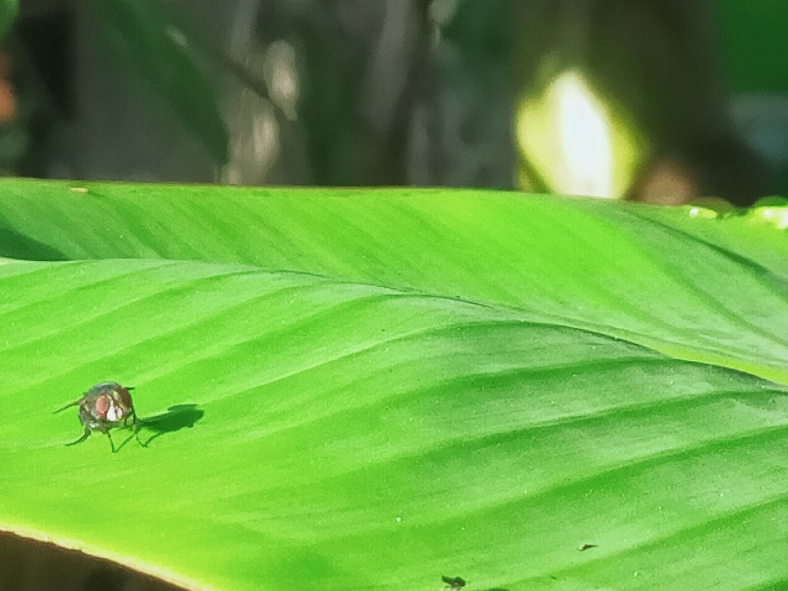 OPPO A9 2020 sample photo. Flies, leaf, green photography