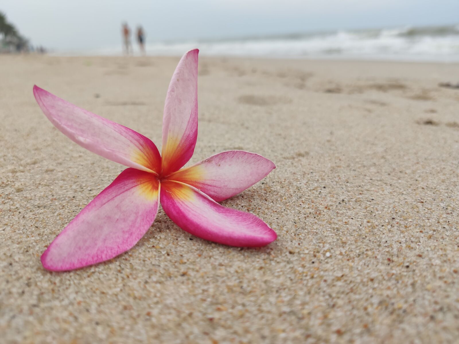 Xiaomi MI 9 sample photo. Beach, blossom, bloom photography