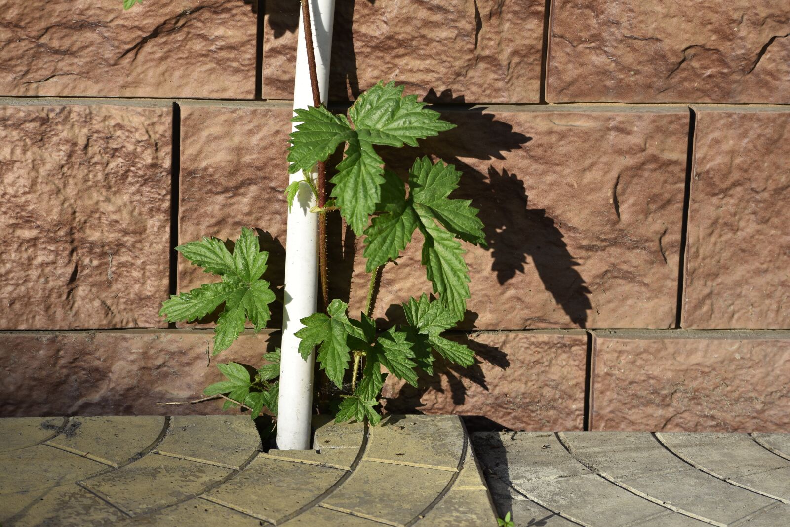 Nikon D3400 sample photo. Hops, growing, tile photography