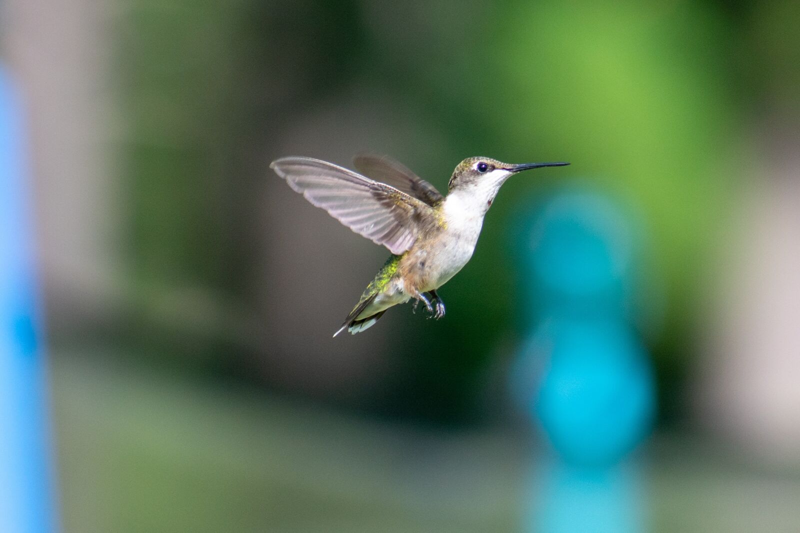 Nikon D3400 sample photo. Bird, nature, hummingbird photography