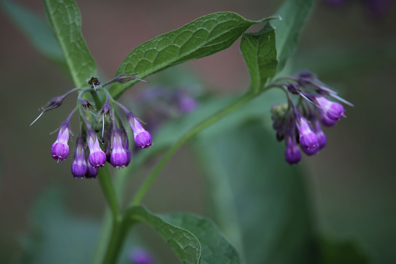 Tamron 70-210mm F4 Di VC USD sample photo. Comfrey, plant, flowers photography