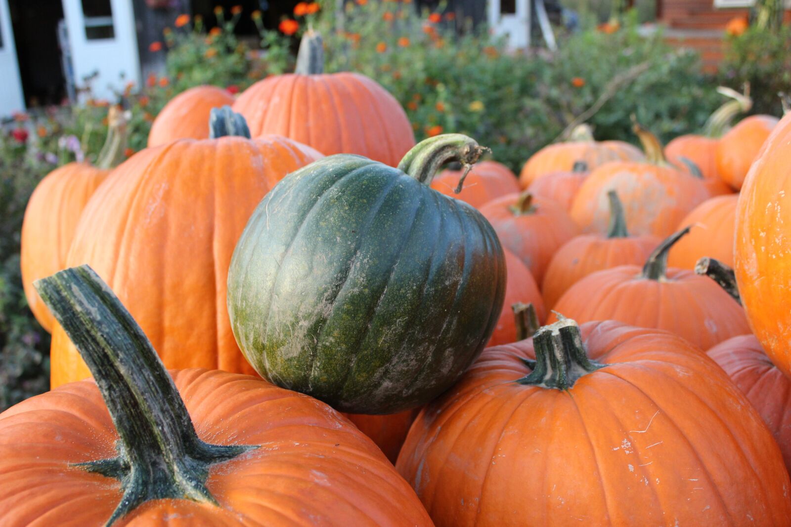 Canon EOS 550D (EOS Rebel T2i / EOS Kiss X4) sample photo. Pumpkin, fall, green photography