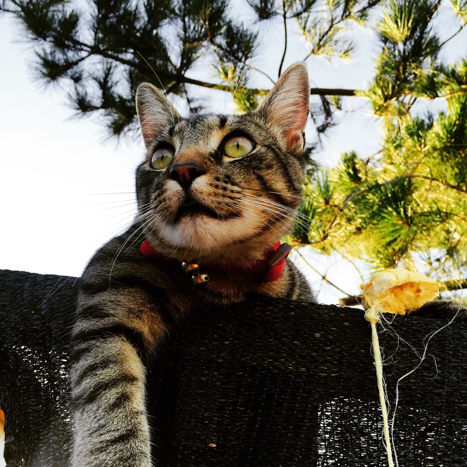 Apple iPhone 6 sample photo. Cat, animal, cute photography