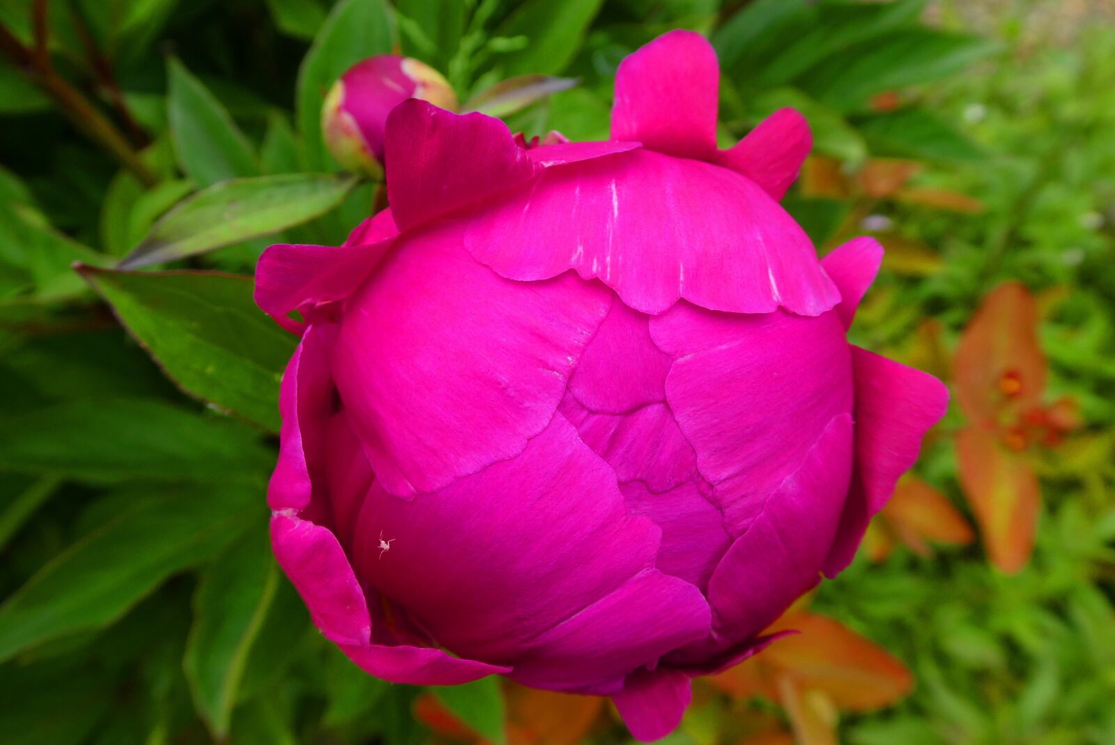Panasonic Lumix DC-ZS70 (Lumix DC-TZ90) sample photo. Peony, button, petals photography