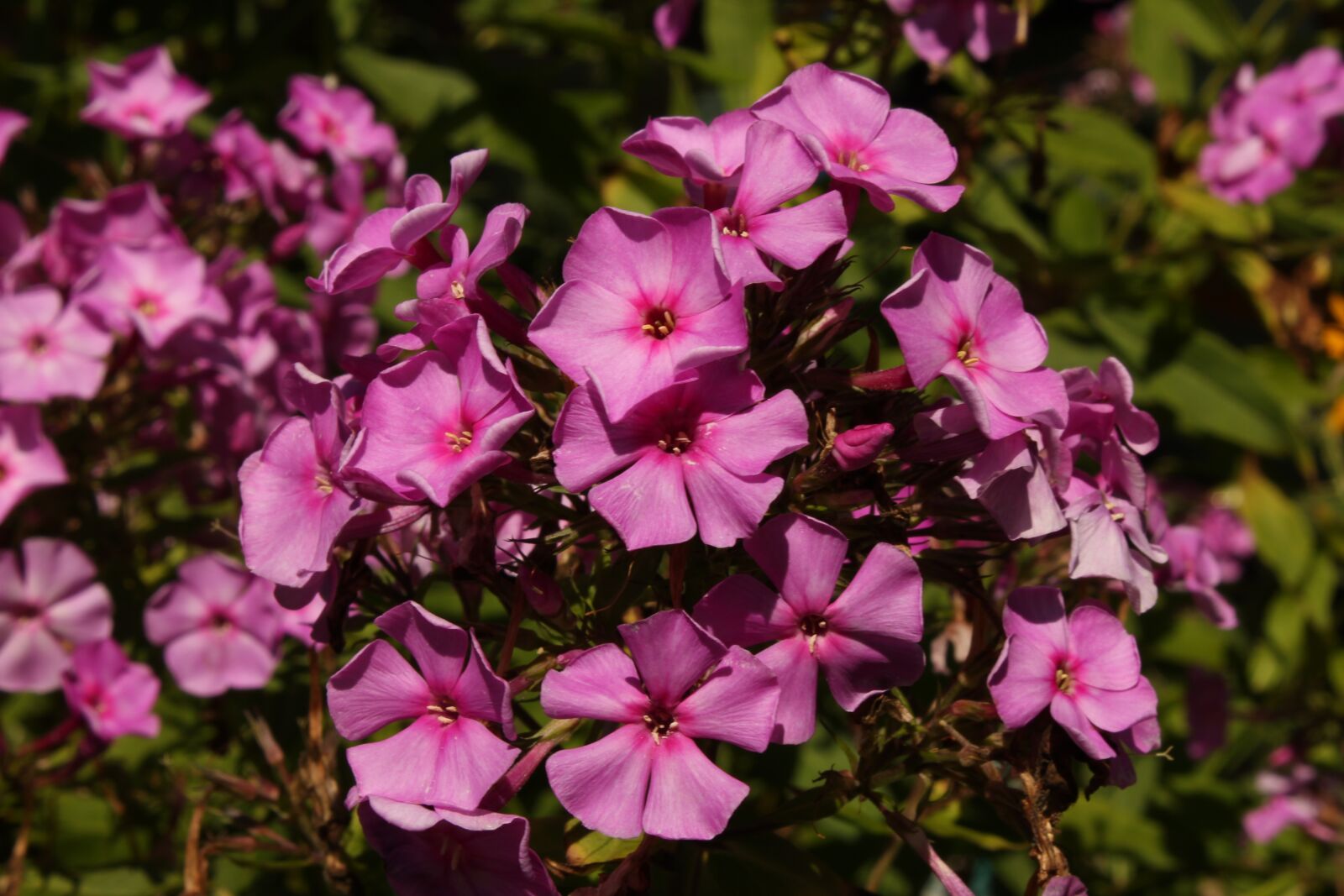 Canon EOS 550D (EOS Rebel T2i / EOS Kiss X4) sample photo. Flowers, summer, garden photography