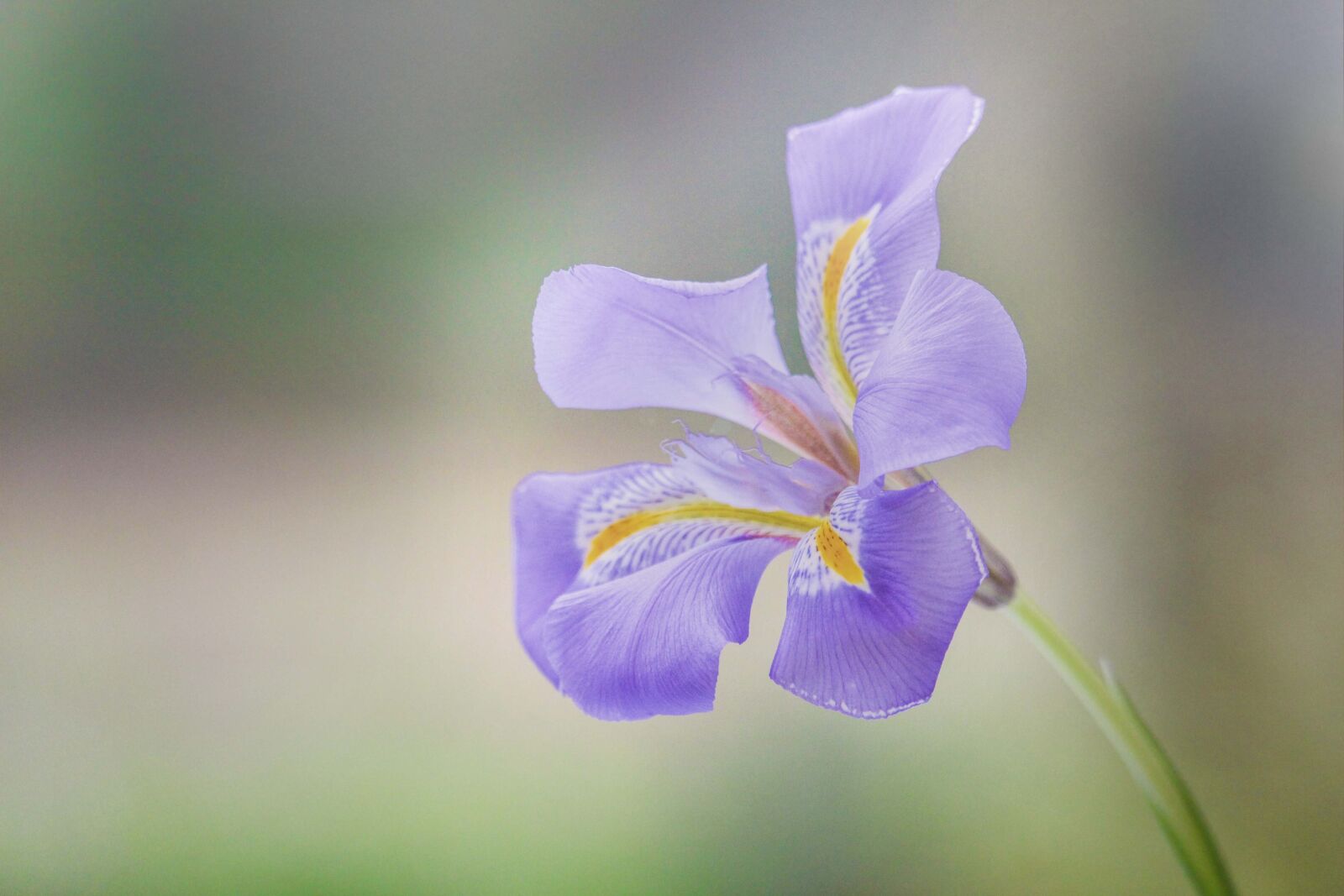Canon EF-S 55-250mm F4-5.6 IS STM sample photo. Iris, lavender, purple photography
