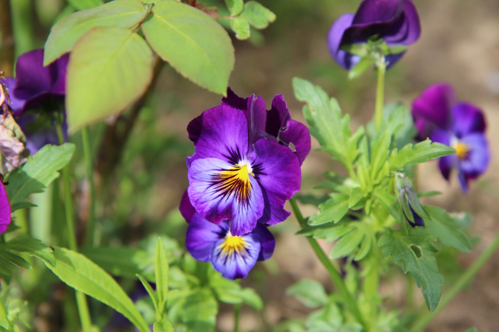Canon EOS 600D (Rebel EOS T3i / EOS Kiss X5) sample photo. Thinking, thoughts purple, purple photography