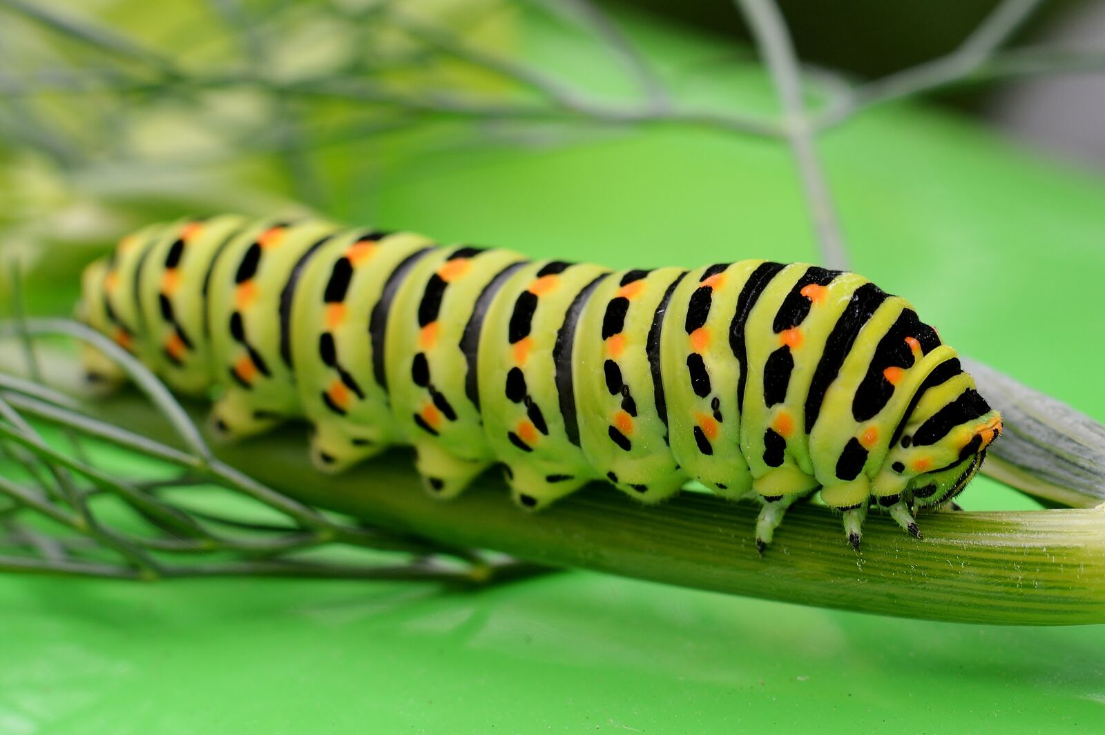 Nikon D5200 sample photo. Nature, caterpillar, dovetail photography