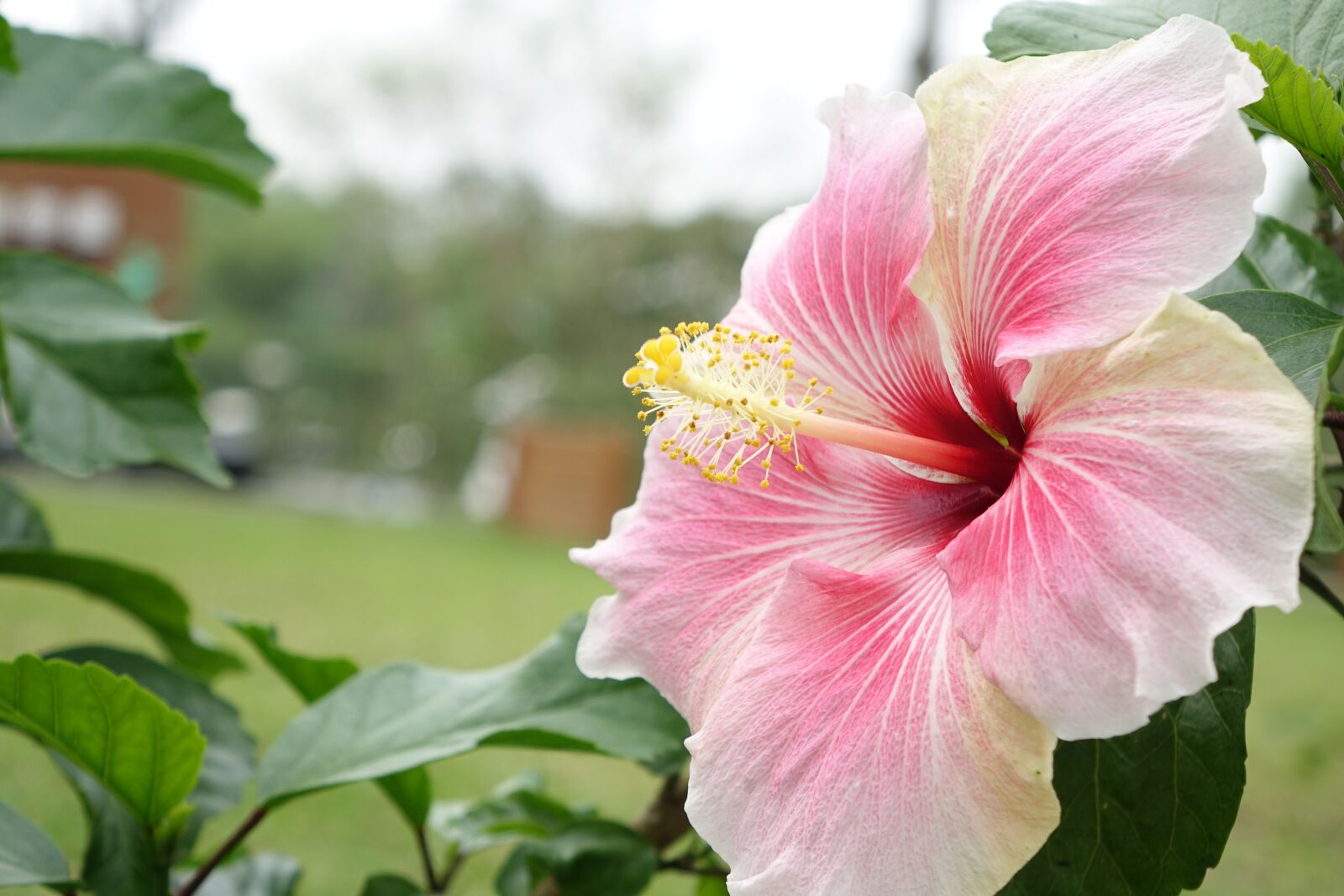 Sony Cyber-shot DSC-RX10 sample photo. Hibiscus, natural, pink photography