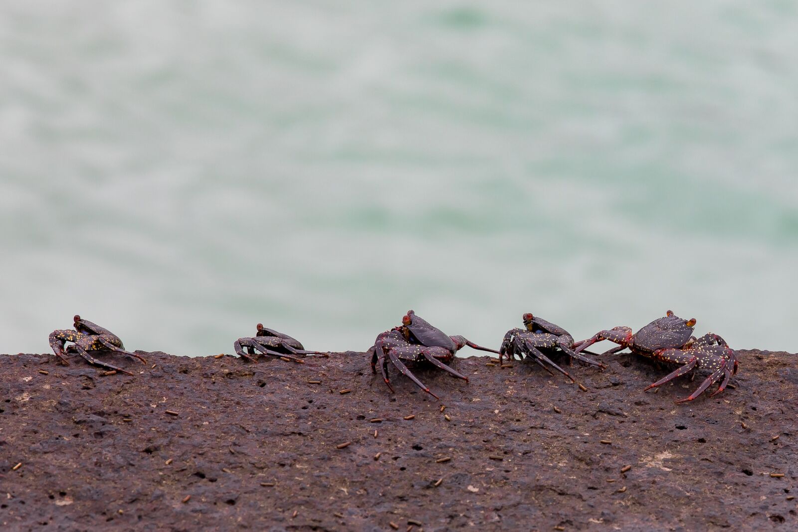 Canon EF 70-200mm F2.8L IS II USM sample photo. Crabs, galapagos, ecuador photography