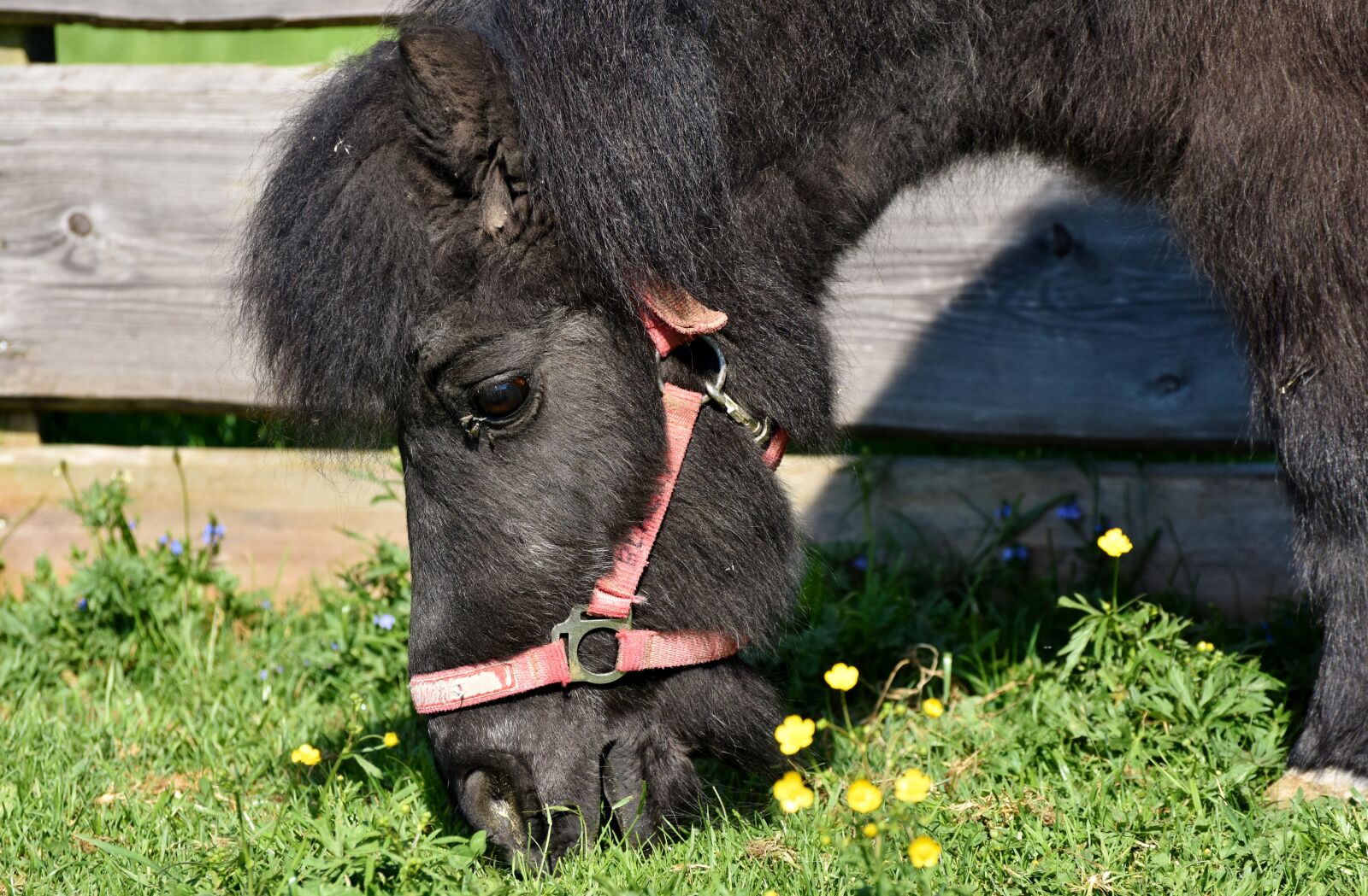 Nikon D7200 sample photo. Horse, pony, mane photography