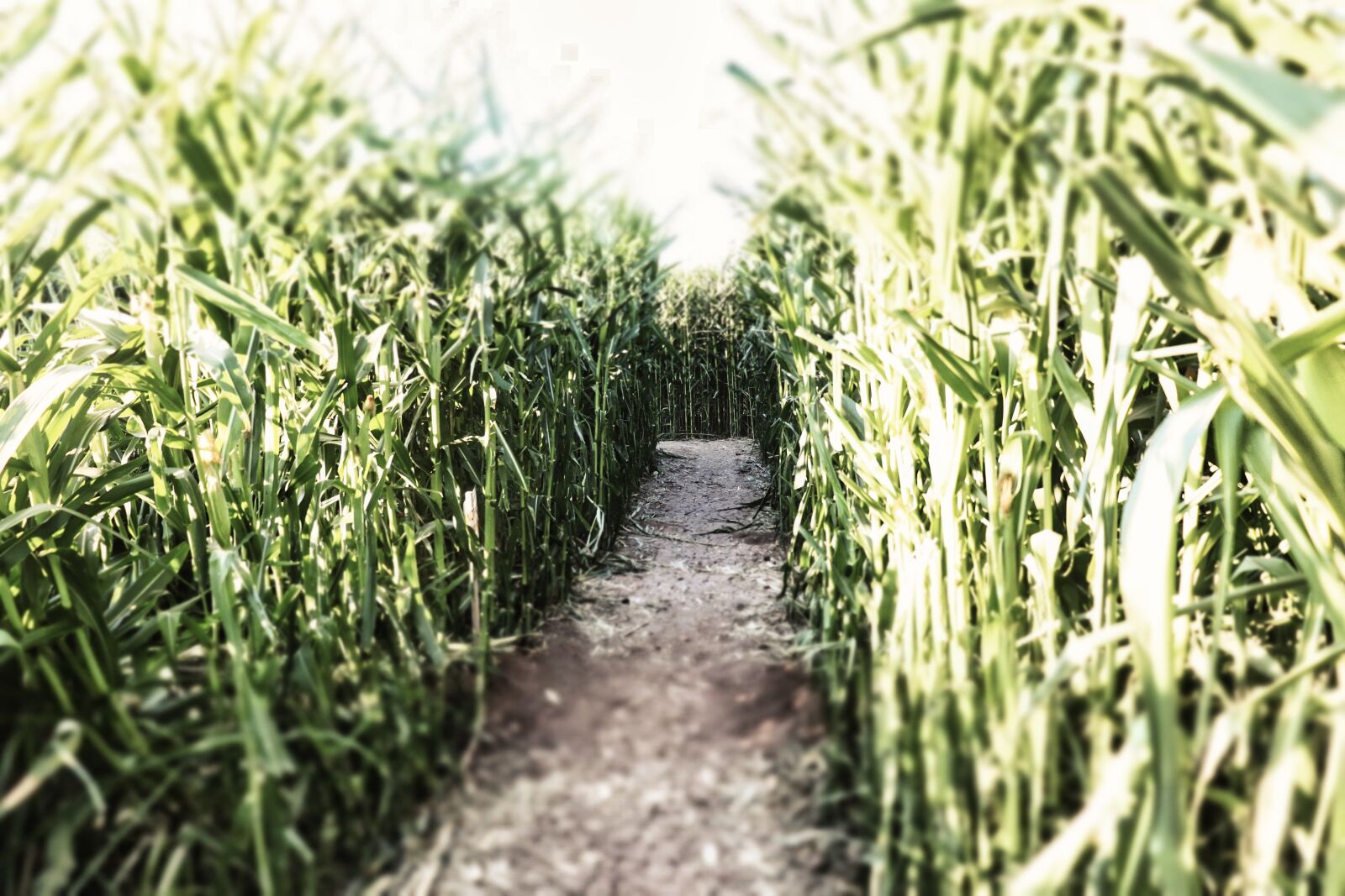 Canon EOS 200D (EOS Rebel SL2 / EOS Kiss X9) sample photo. Corn, maze, farm photography