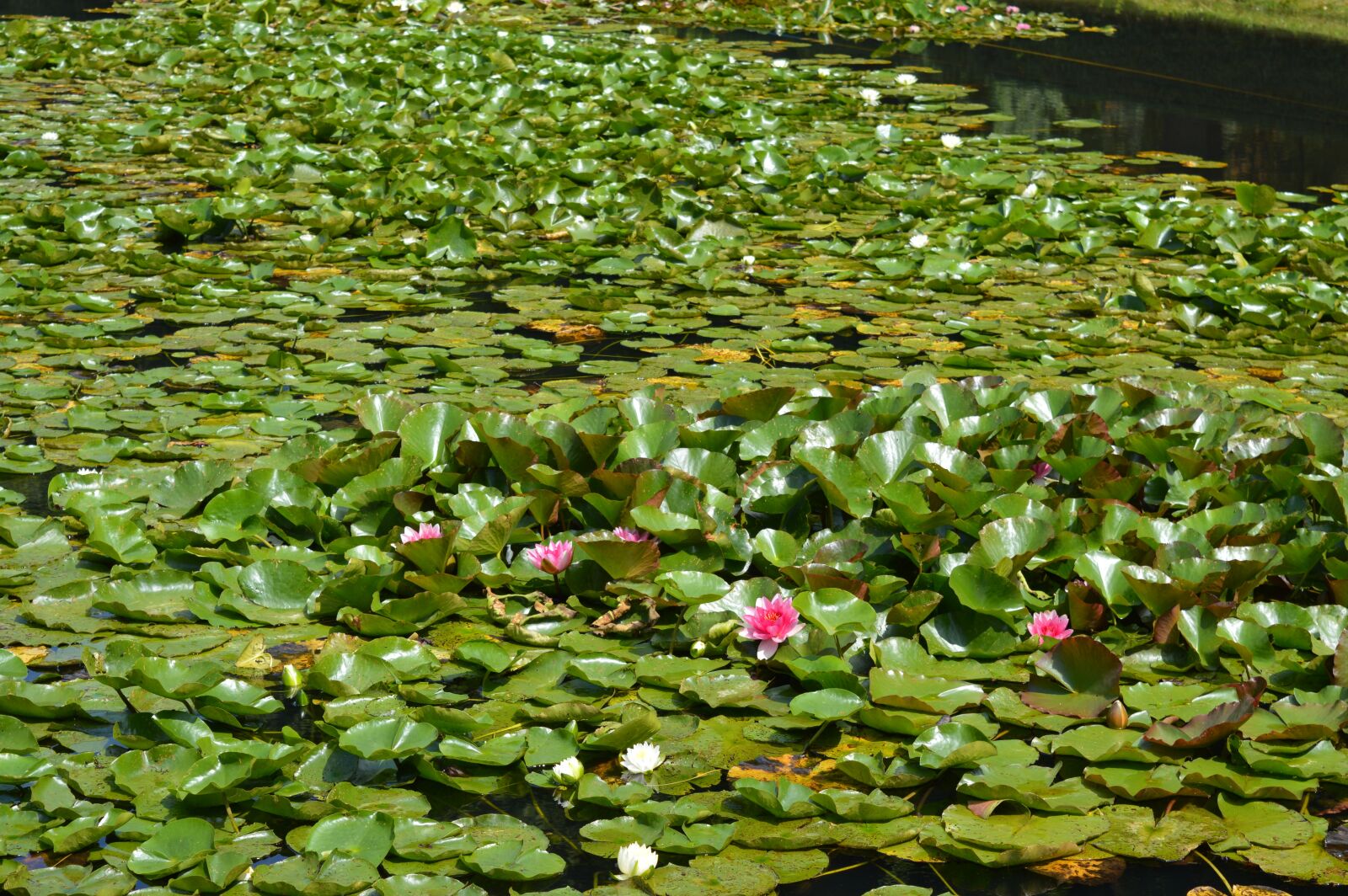 Nikon D3200 sample photo. Water lily, pond, water photography