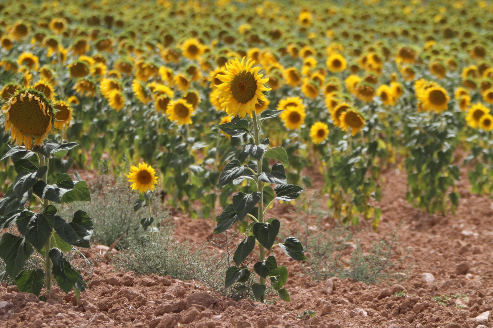 Canon EOS 7D + Canon EF 70-200mm F2.8L IS USM sample photo. Spain, sunflowers, summer photography