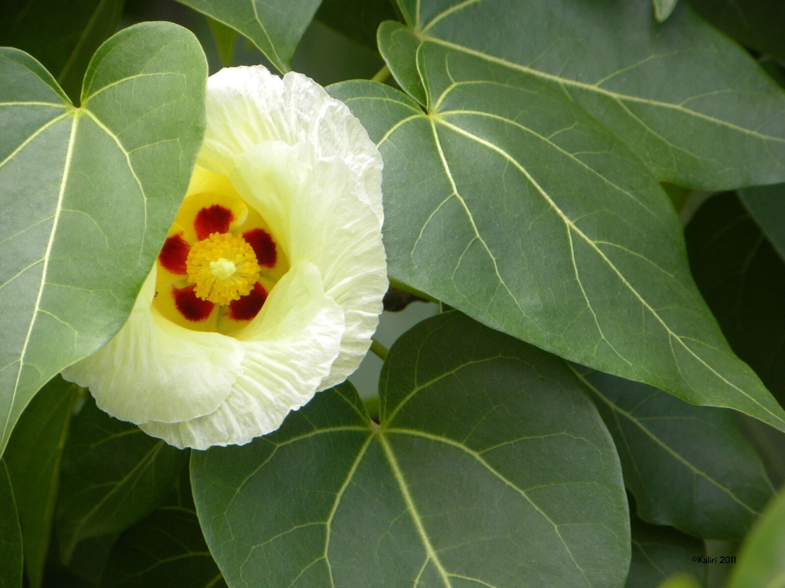 Nikon Coolpix P90 sample photo. Flower, yellow, bloom photography