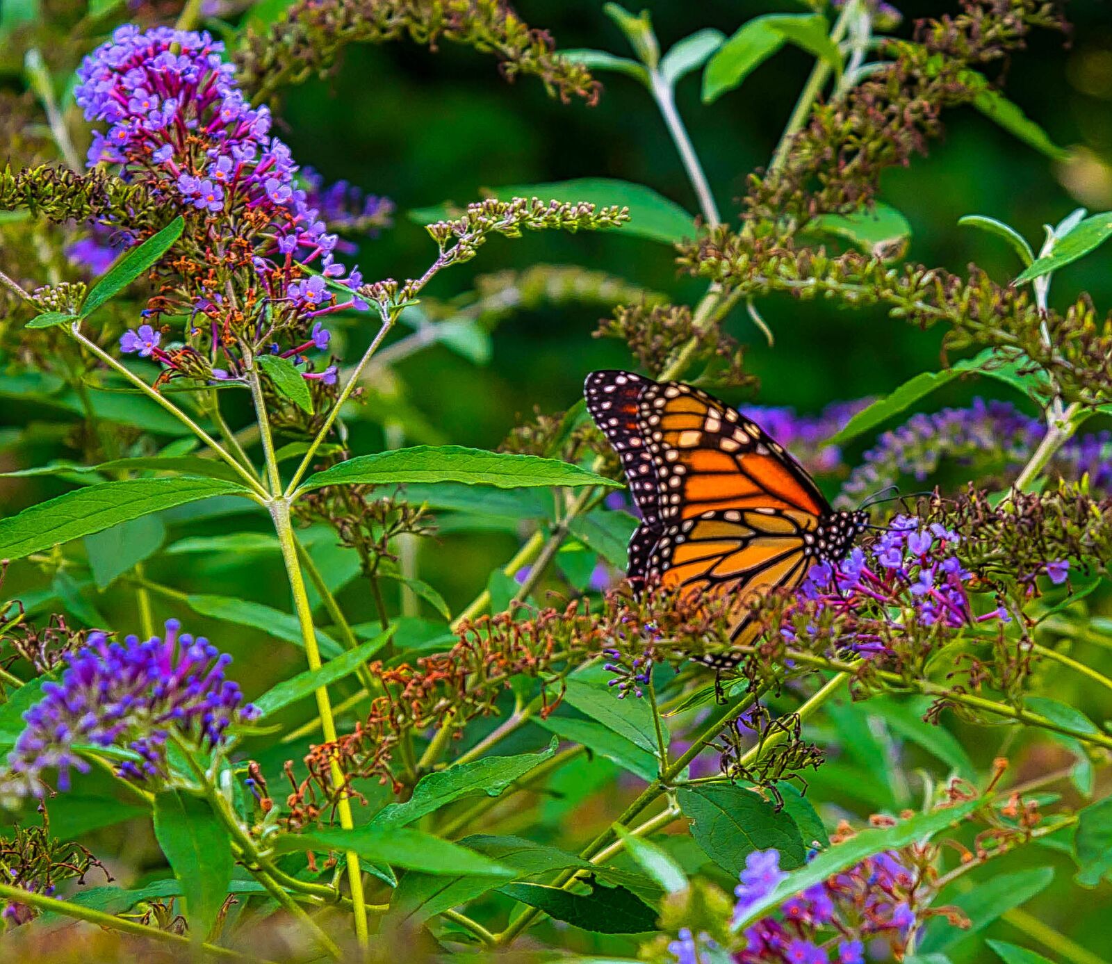 Nikon D750 sample photo. Butterfly, garden, flower photography