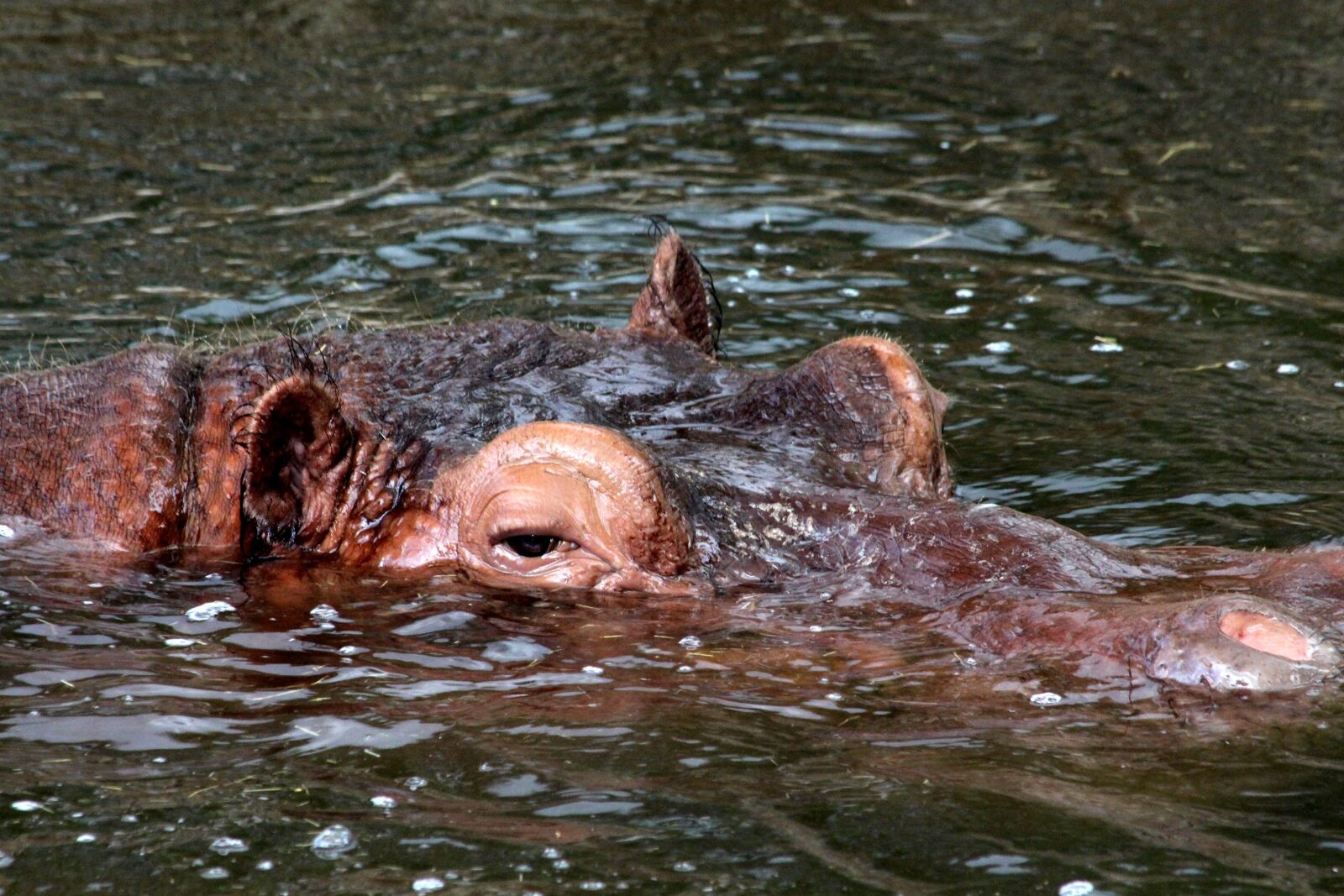 Canon EOS 650D (EOS Rebel T4i / EOS Kiss X6i) sample photo. Hippo, hippopotamus amphibius, head photography