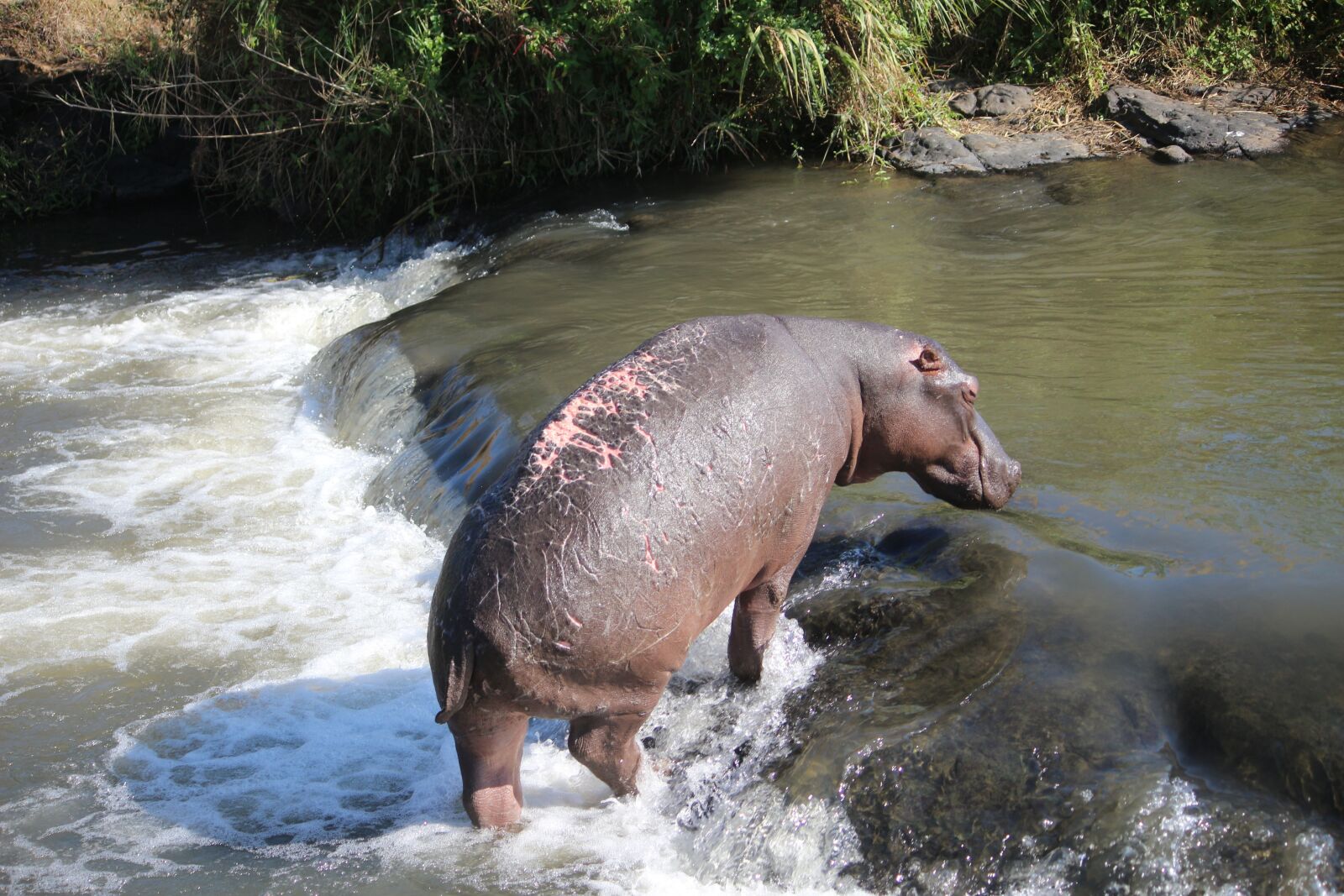 Canon EOS 100D (EOS Rebel SL1 / EOS Kiss X7) + Canon EF-S 55-250mm F4-5.6 IS sample photo. Wounded, hippo, river photography
