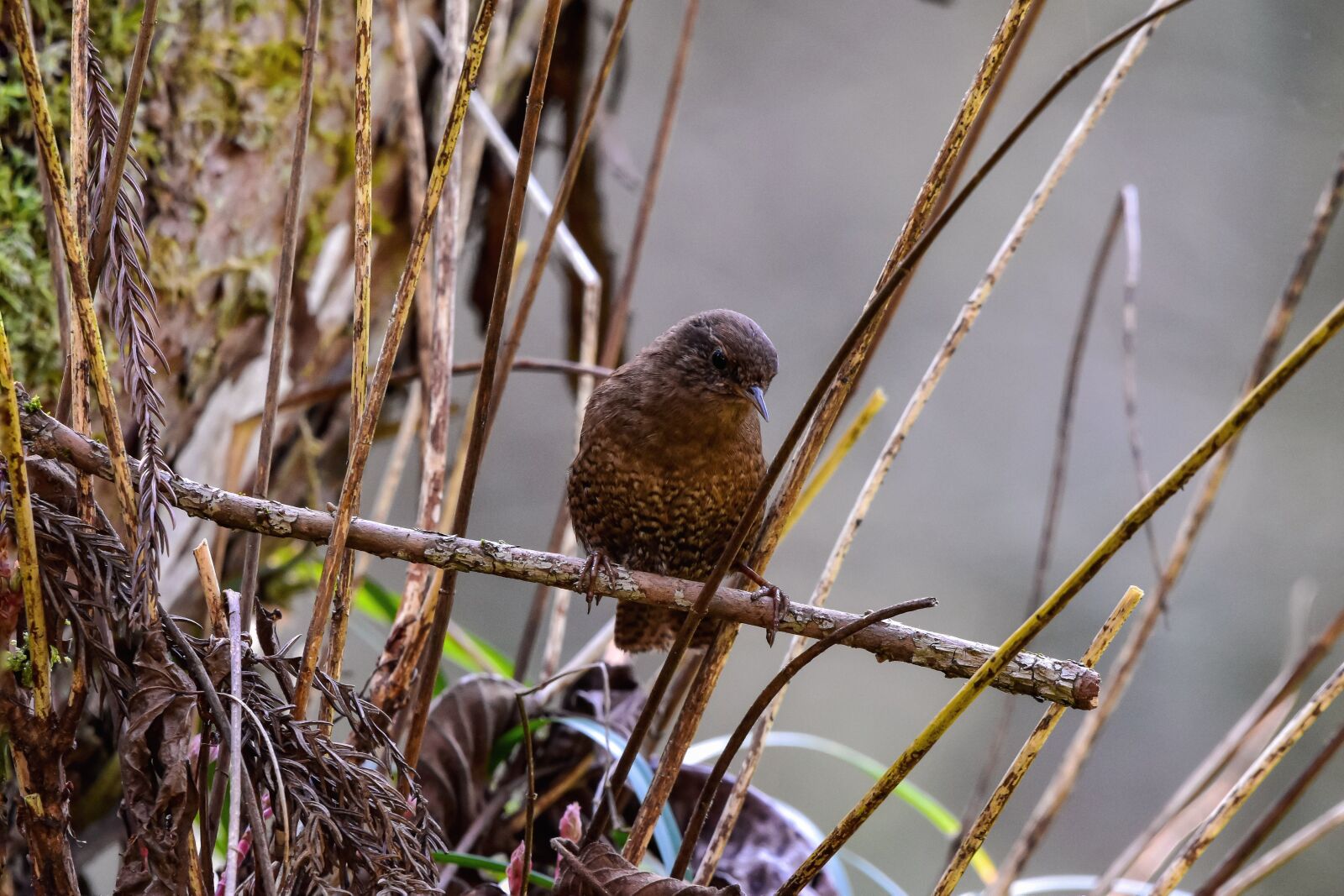 Nikon D7200 sample photo. Animal, forest, wood photography