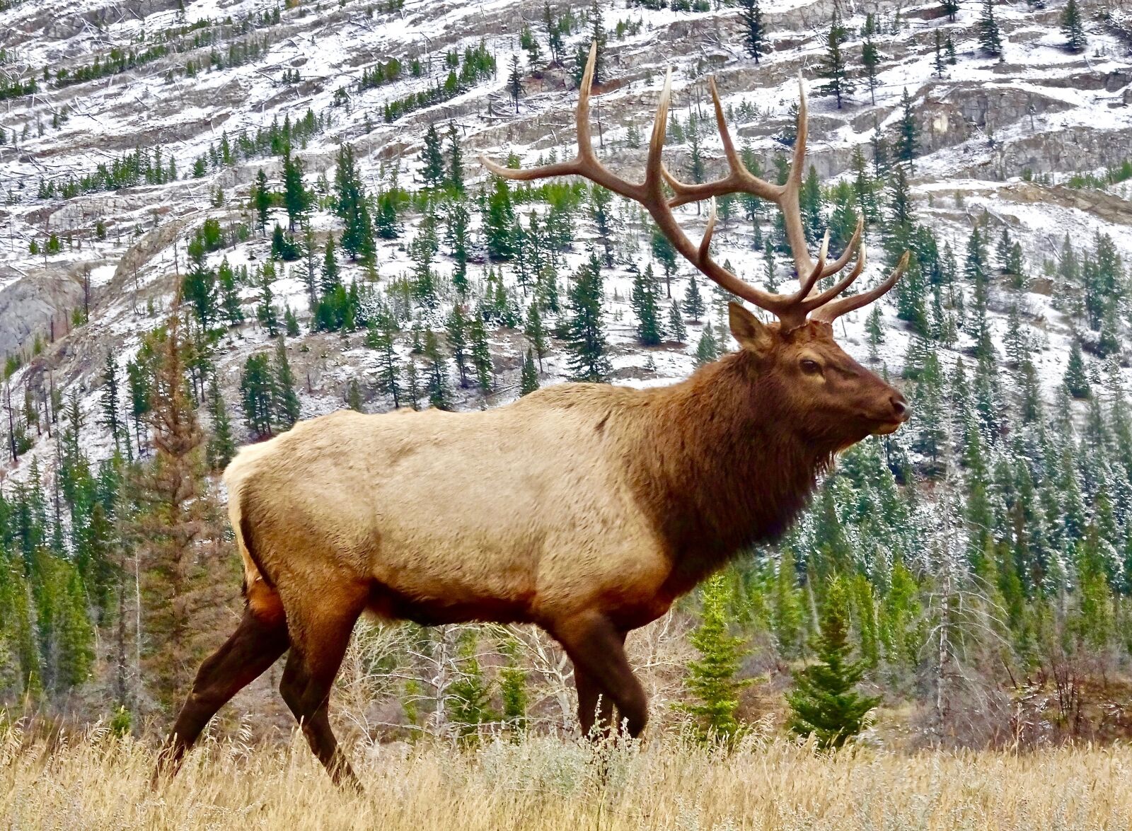 Sony Cyber-shot DSC-HX90V sample photo. Elk, bull, male photography