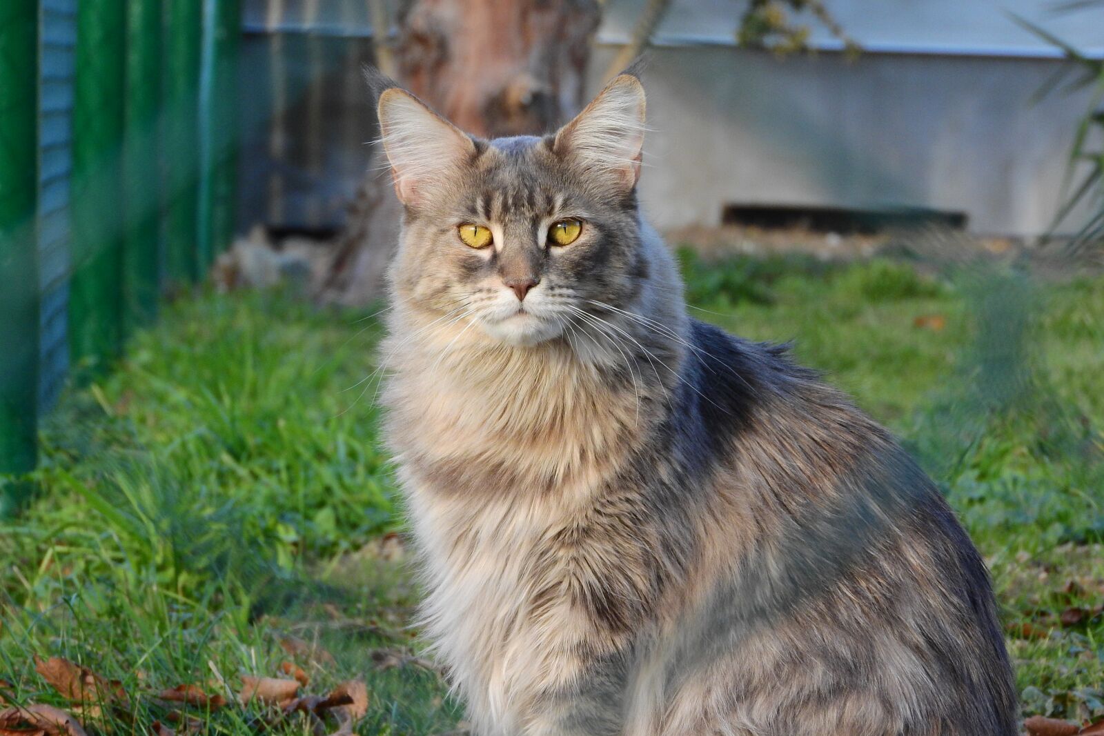 Nikon Coolpix P610 sample photo. Maine coon cat, cat photography