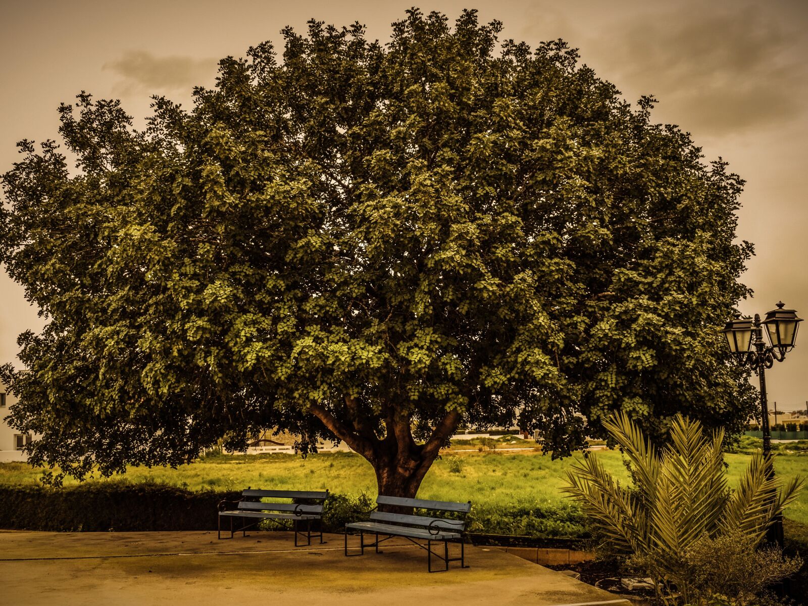 Nikon D3300 sample photo. Tree, benches, lantern photography