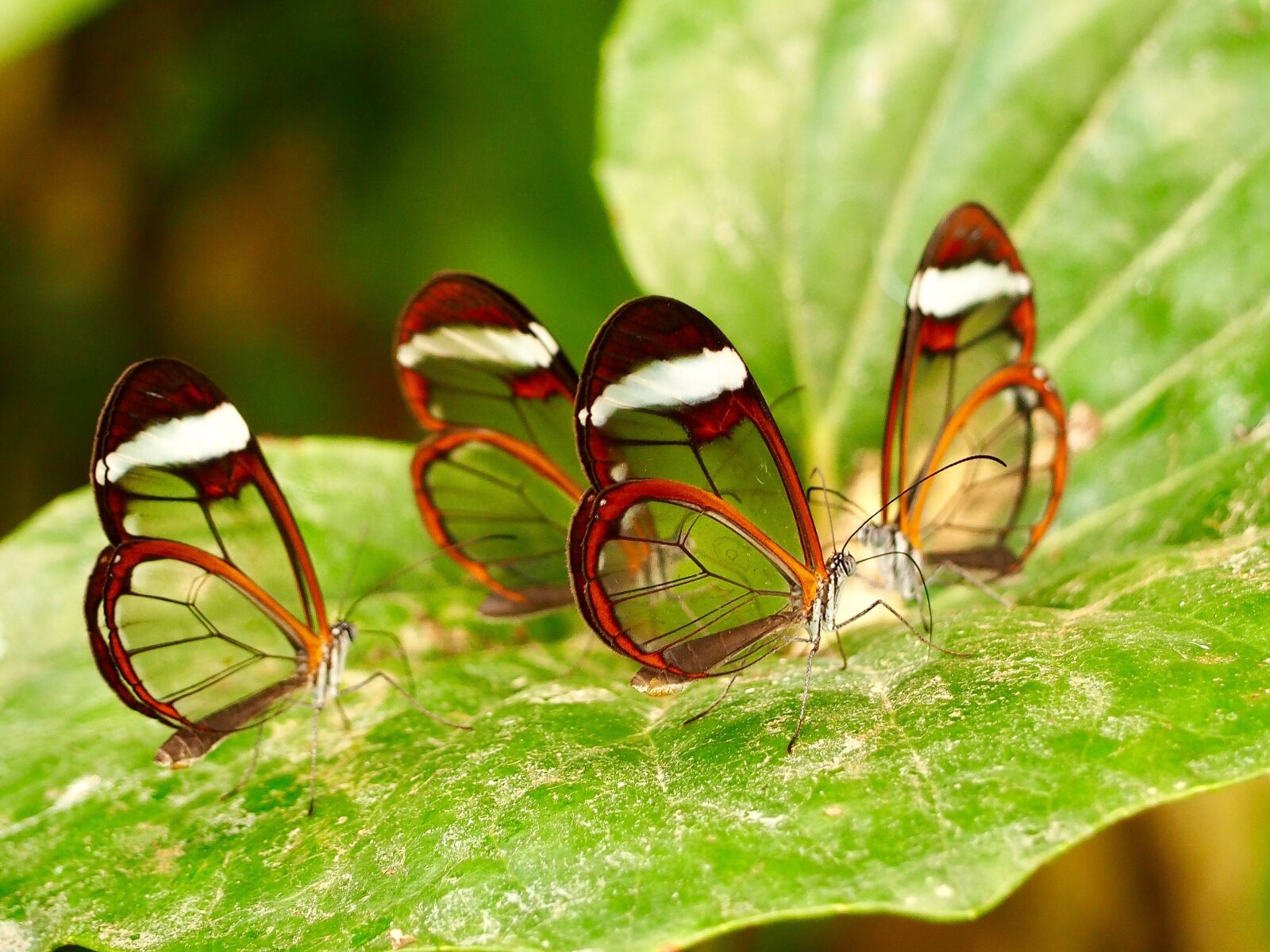 Olympus OM-D E-M10 III sample photo. Insect, butterfly, close up photography
