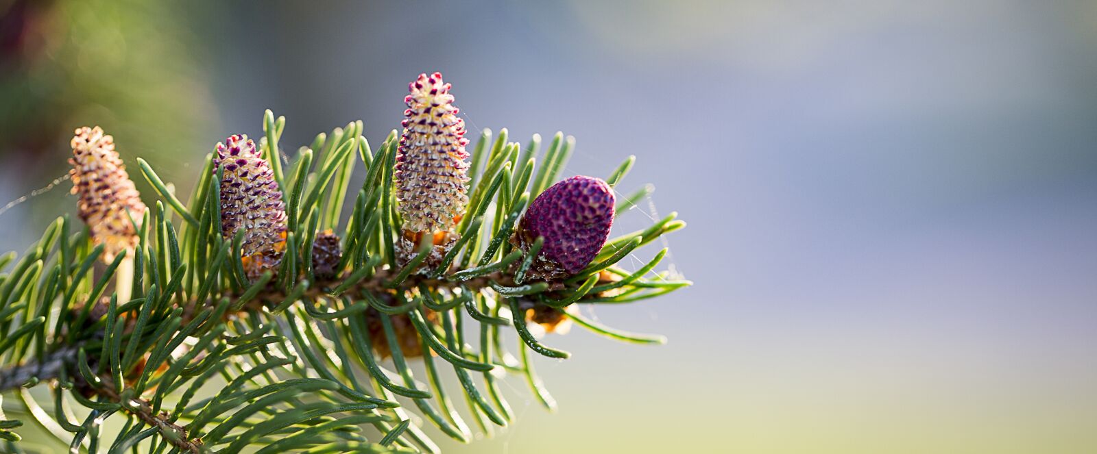 Canon EF 100mm F2.8L Macro IS USM sample photo. Pine, branch, pine tree photography