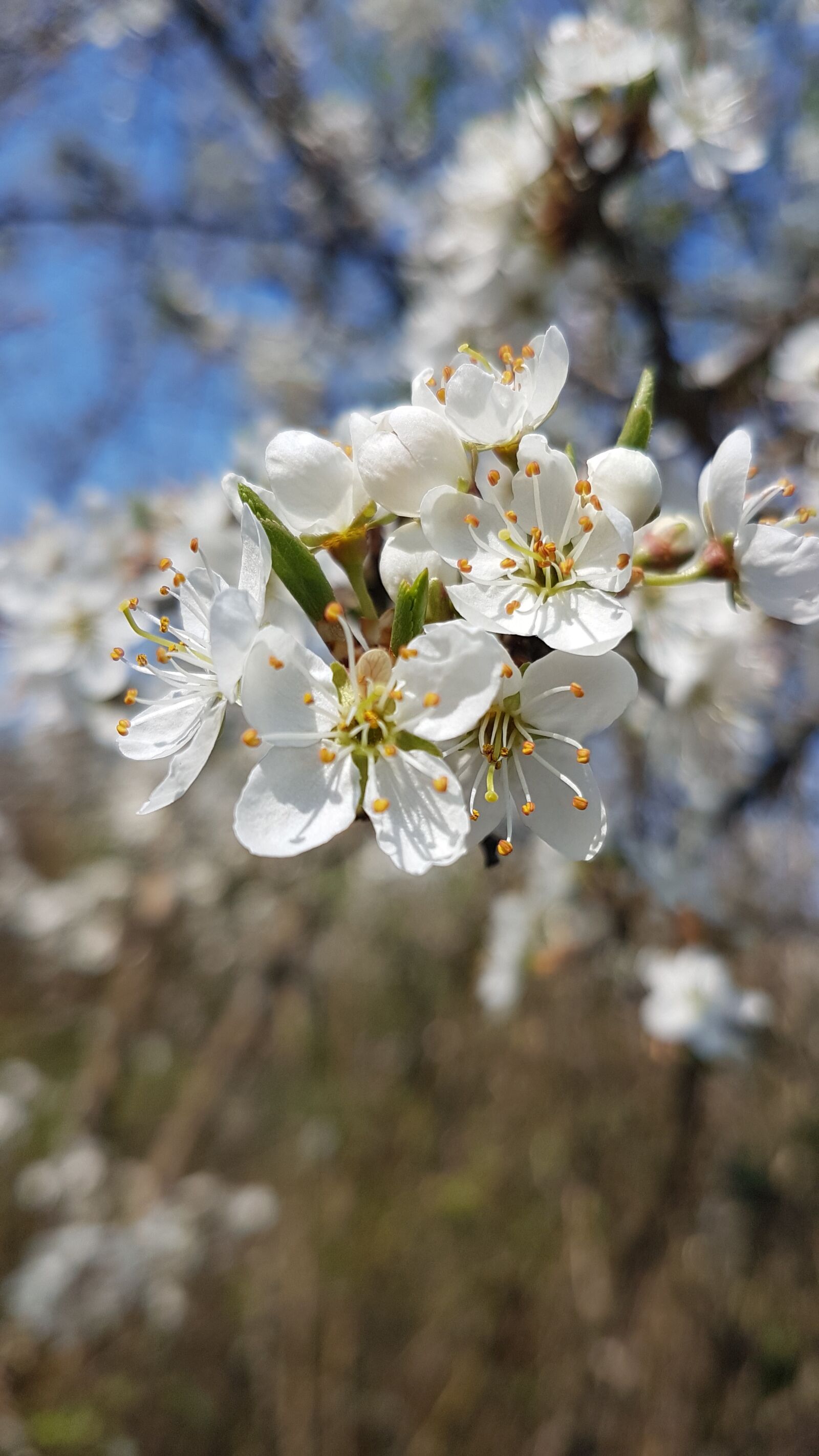 Samsung Galaxy S7 sample photo. Blossom, bloom, spring photography
