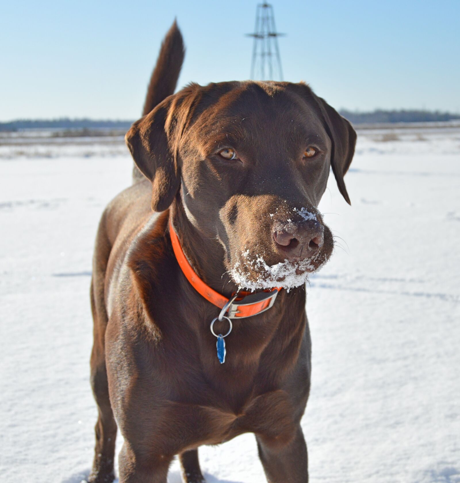 Nikon D3200 sample photo. Snow, tasteless, lab puppy photography