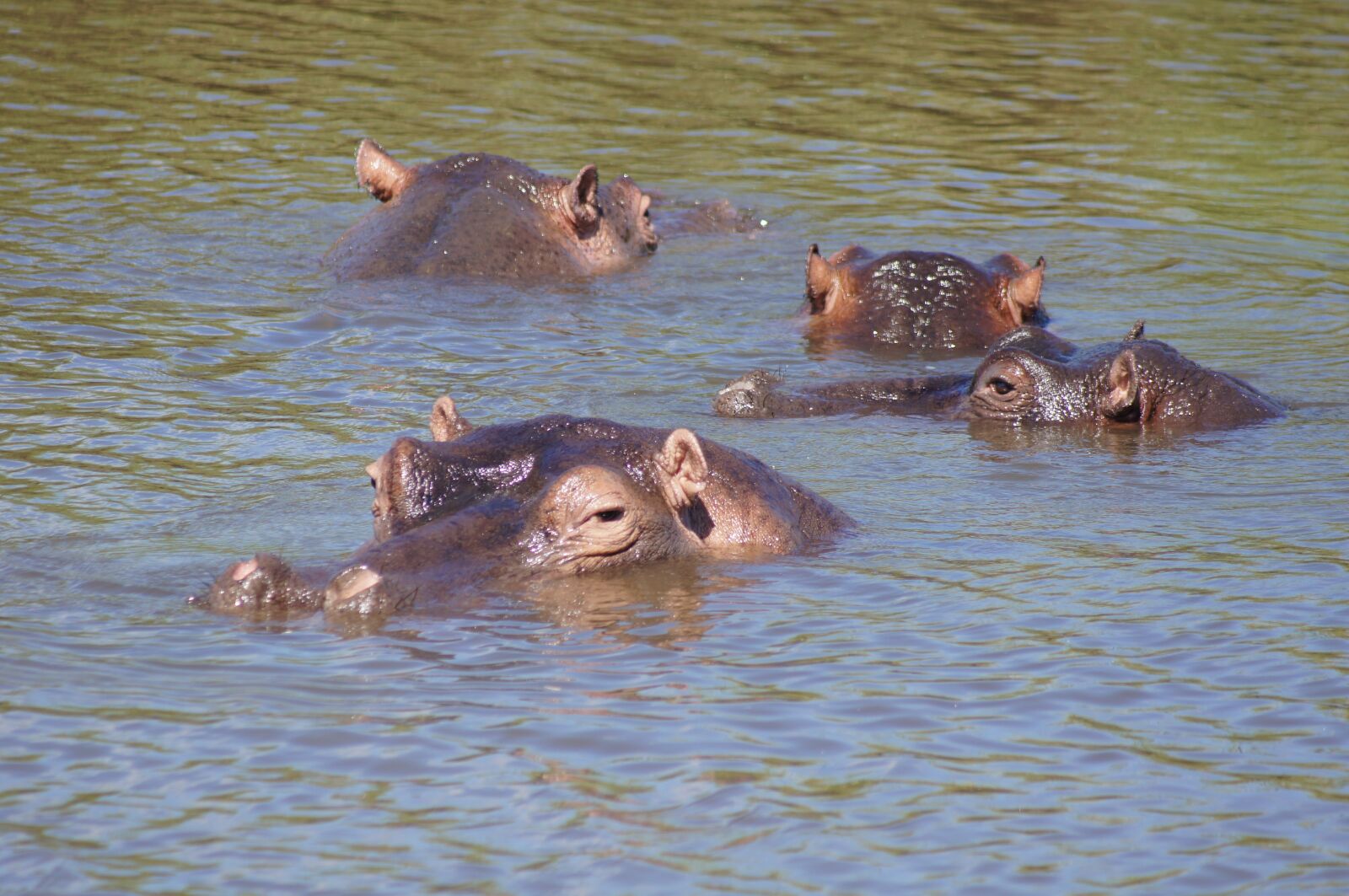 Sony SLT-A55 (SLT-A55V) sample photo. Krueger, africa, safari photography