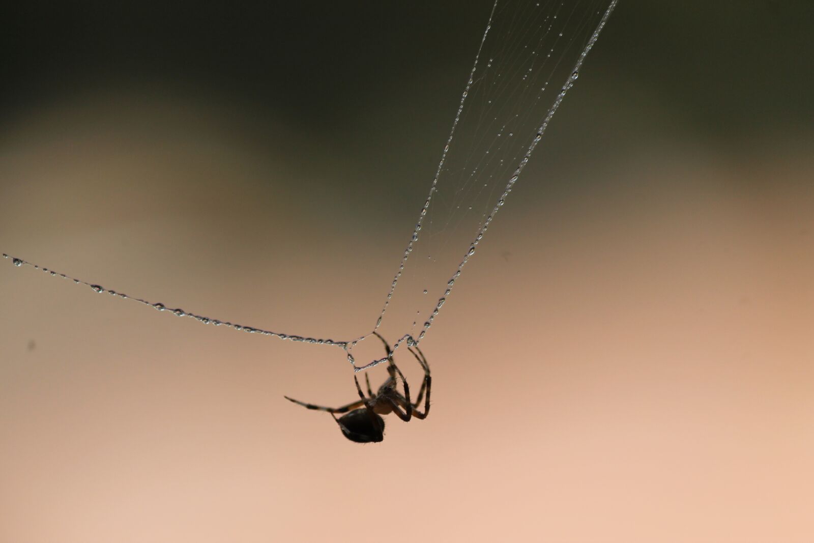 Canon EOS 1100D (EOS Rebel T3 / EOS Kiss X50) sample photo. Spider, web, nature photography