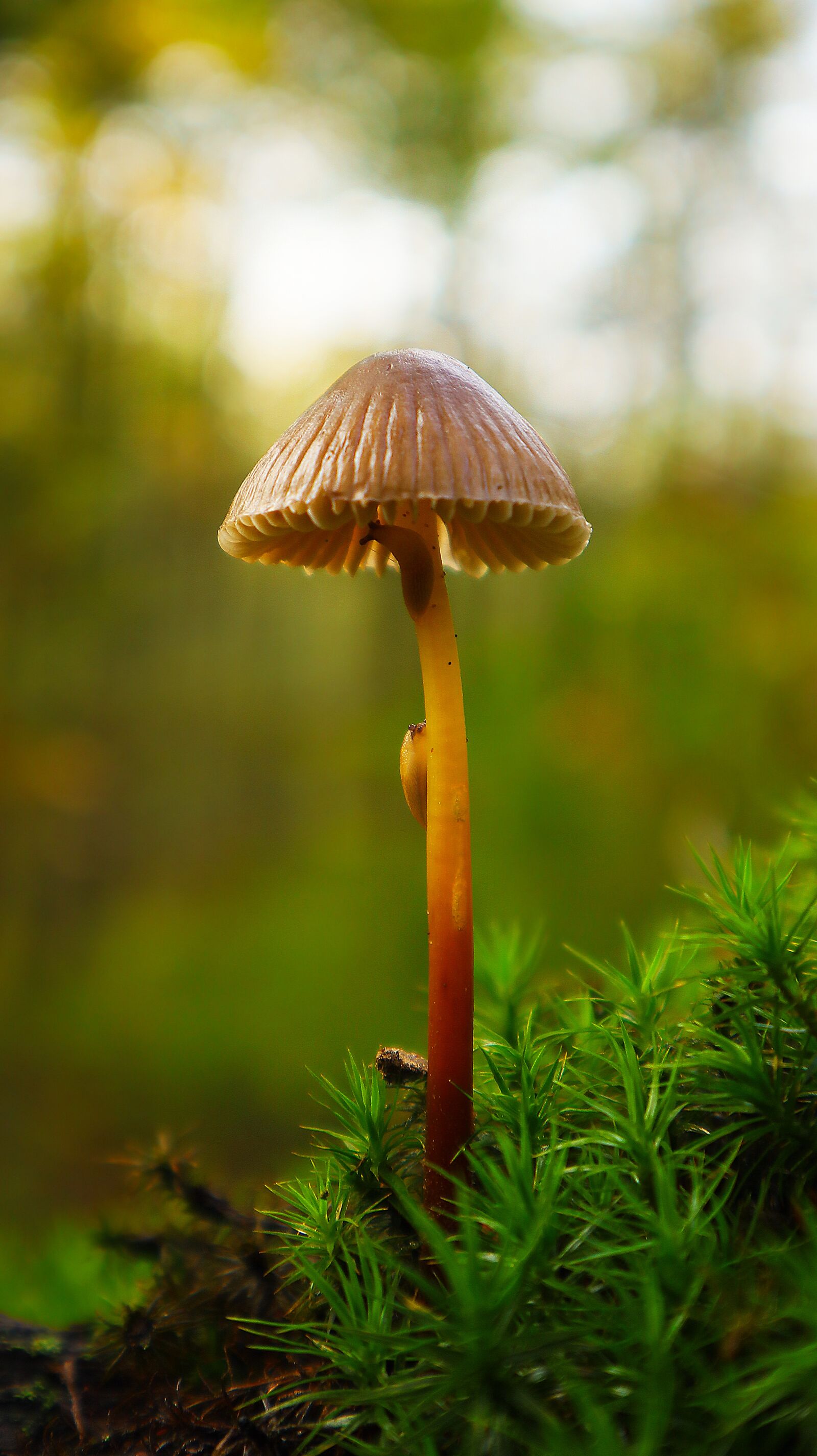 Canon EF-M 15-45mm F3.5-6.3 IS STM sample photo. Mushroom, forest, nature photography