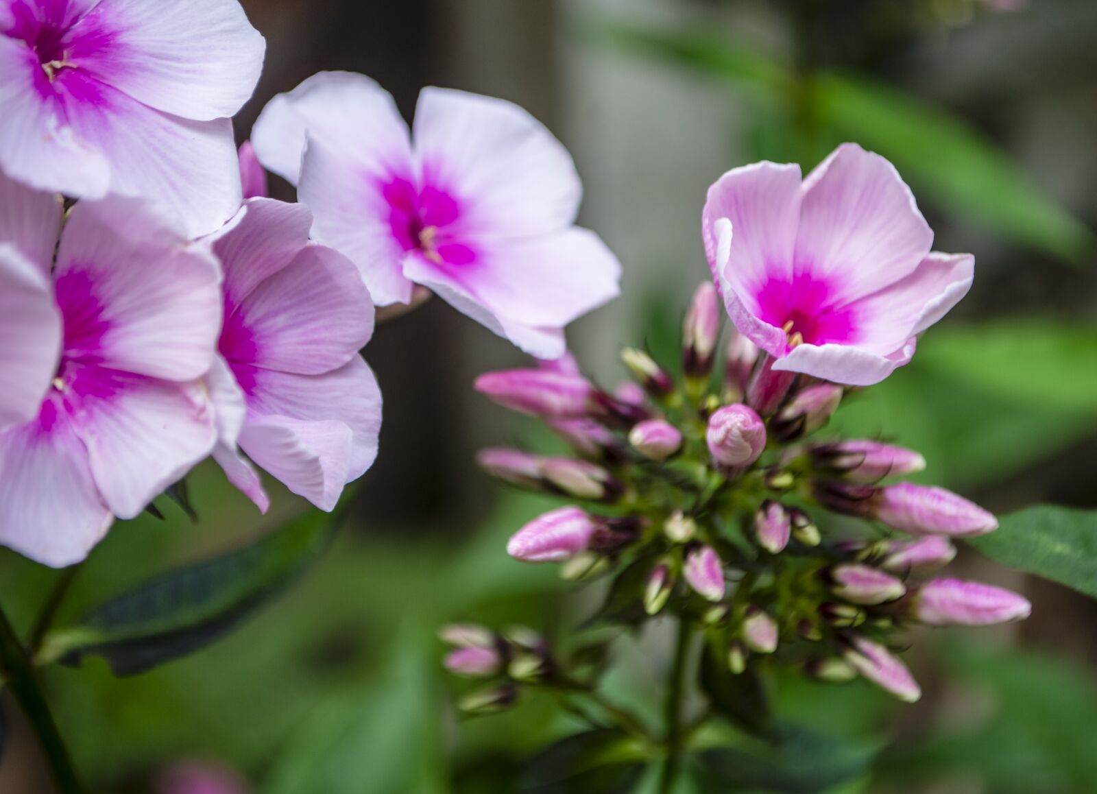 Nikon D7200 sample photo. Phlox, bloom, blossom photography