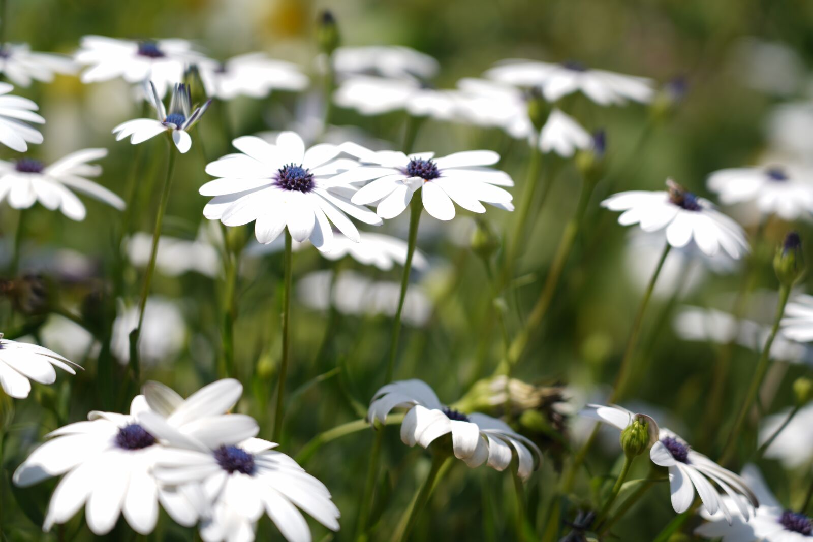 Sony a7R III sample photo. White flowers, flowers, spring photography