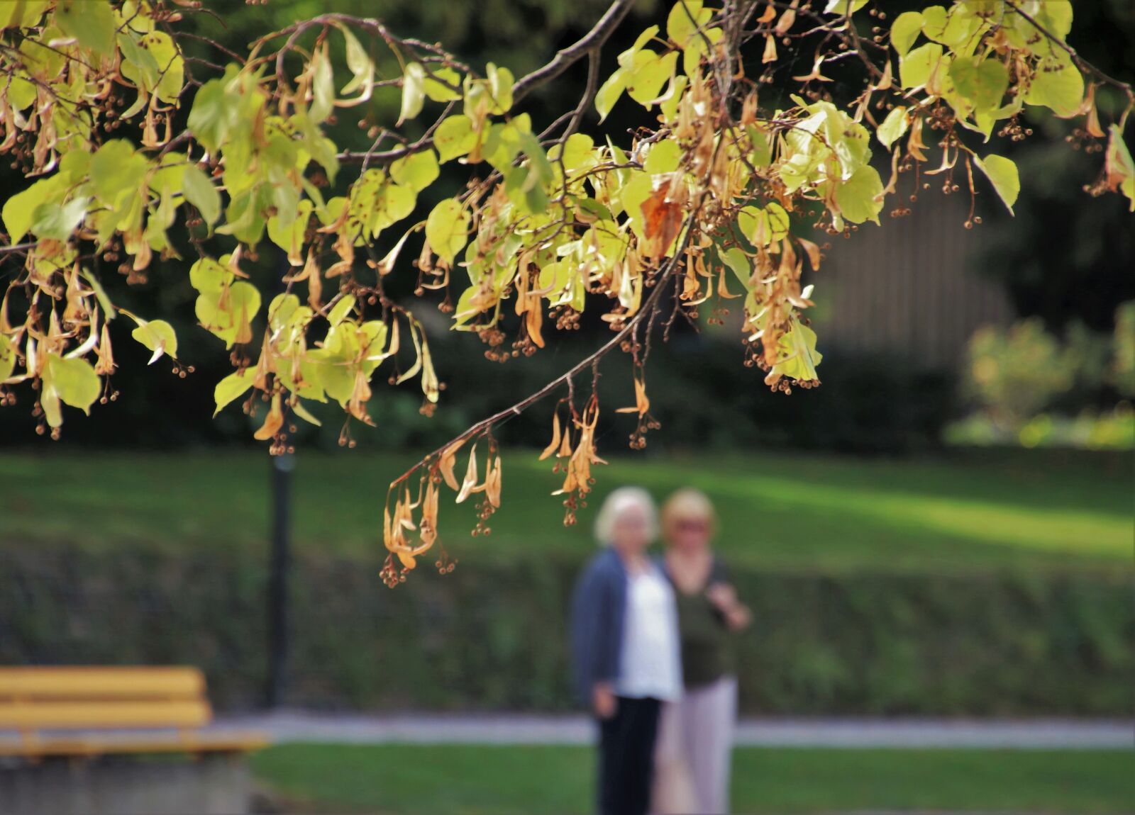 Canon EOS 80D sample photo. Park, spacer, autumn photography