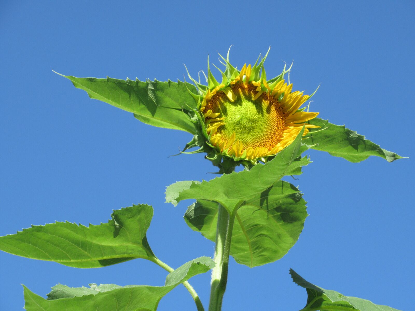 Canon PowerShot SX620 HS sample photo. Flower, leaves, nature photography